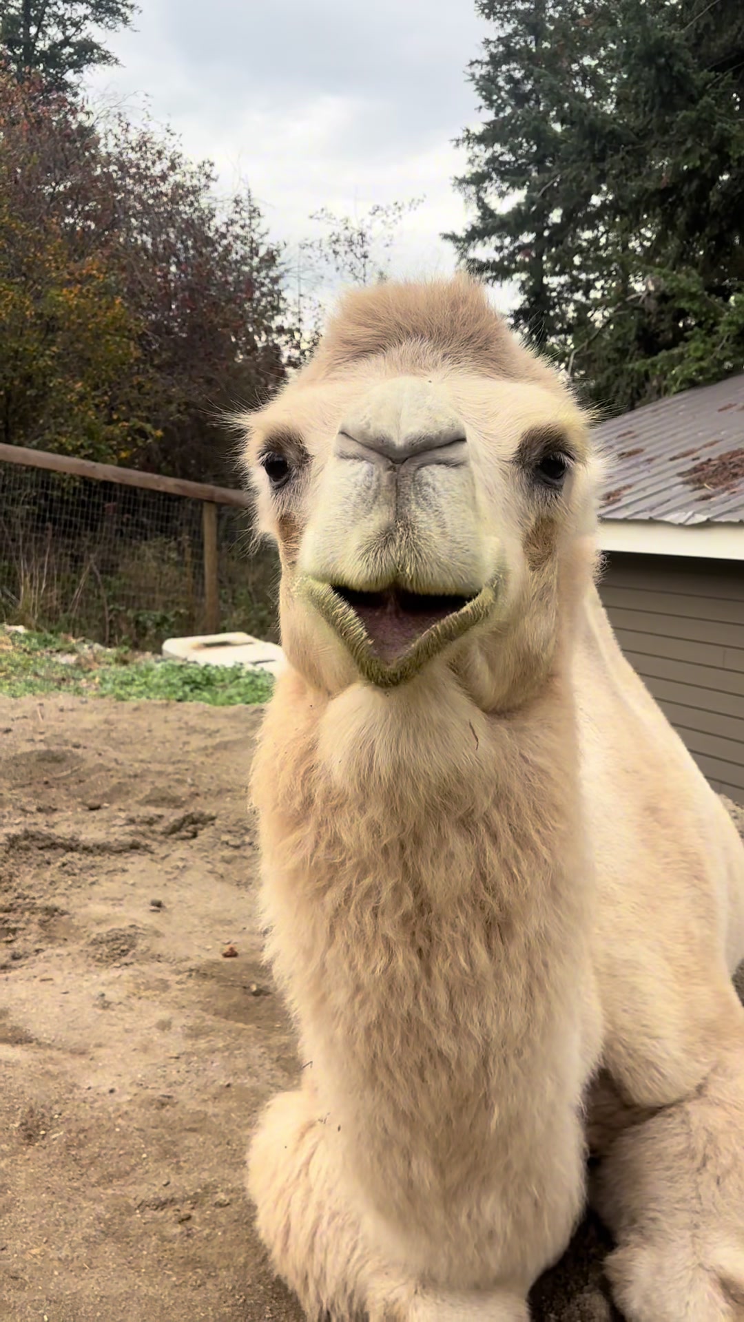 @MayhemTheCamel