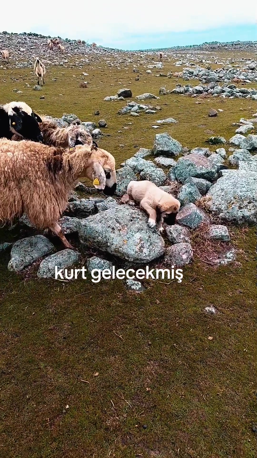 @Süleyman21 🐊🐊