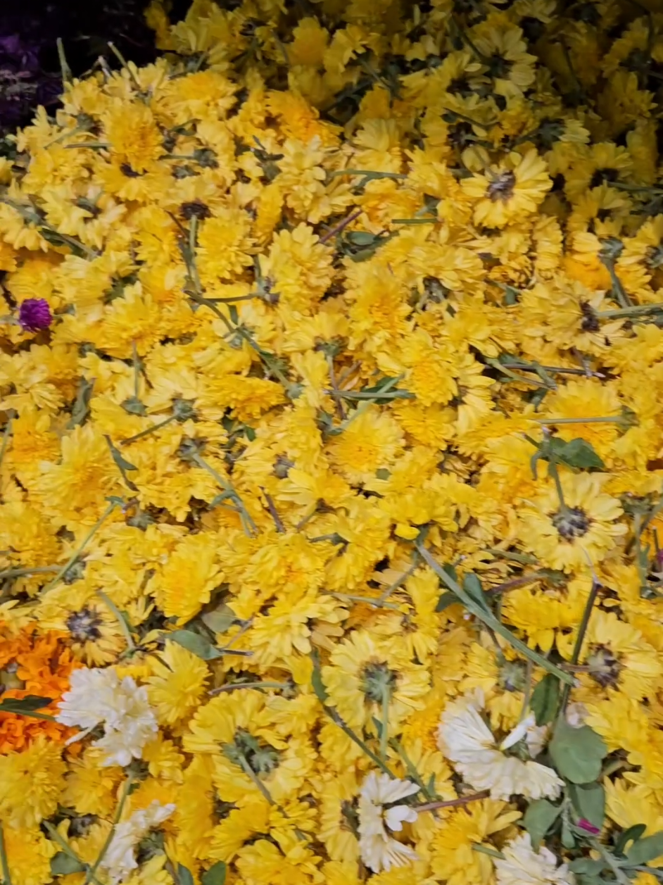 @Nisha Srijith