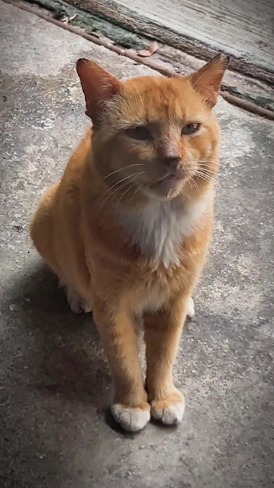 @meoweverydays