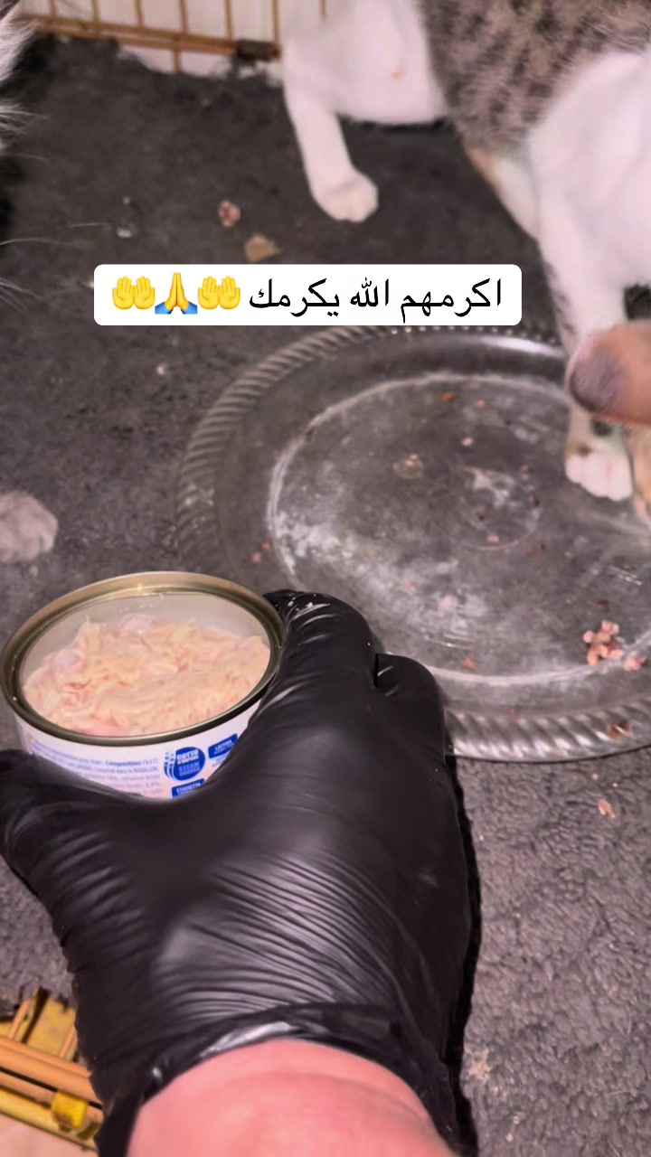 @ashkaltbiah