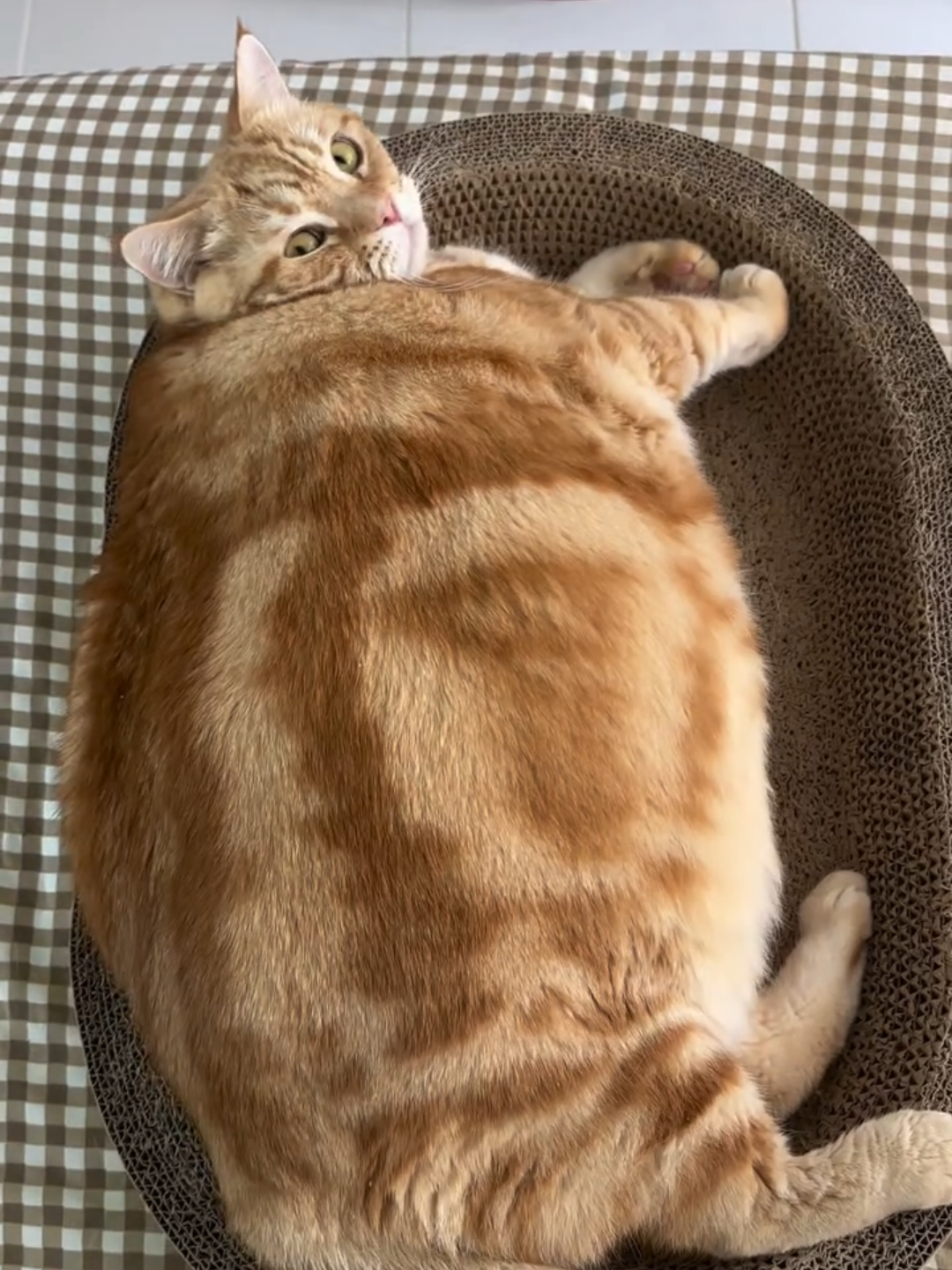 @Chonky World Of Cats