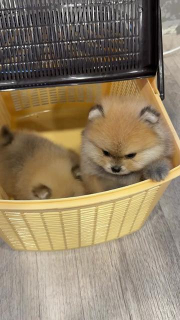 @kate_pomeranianl