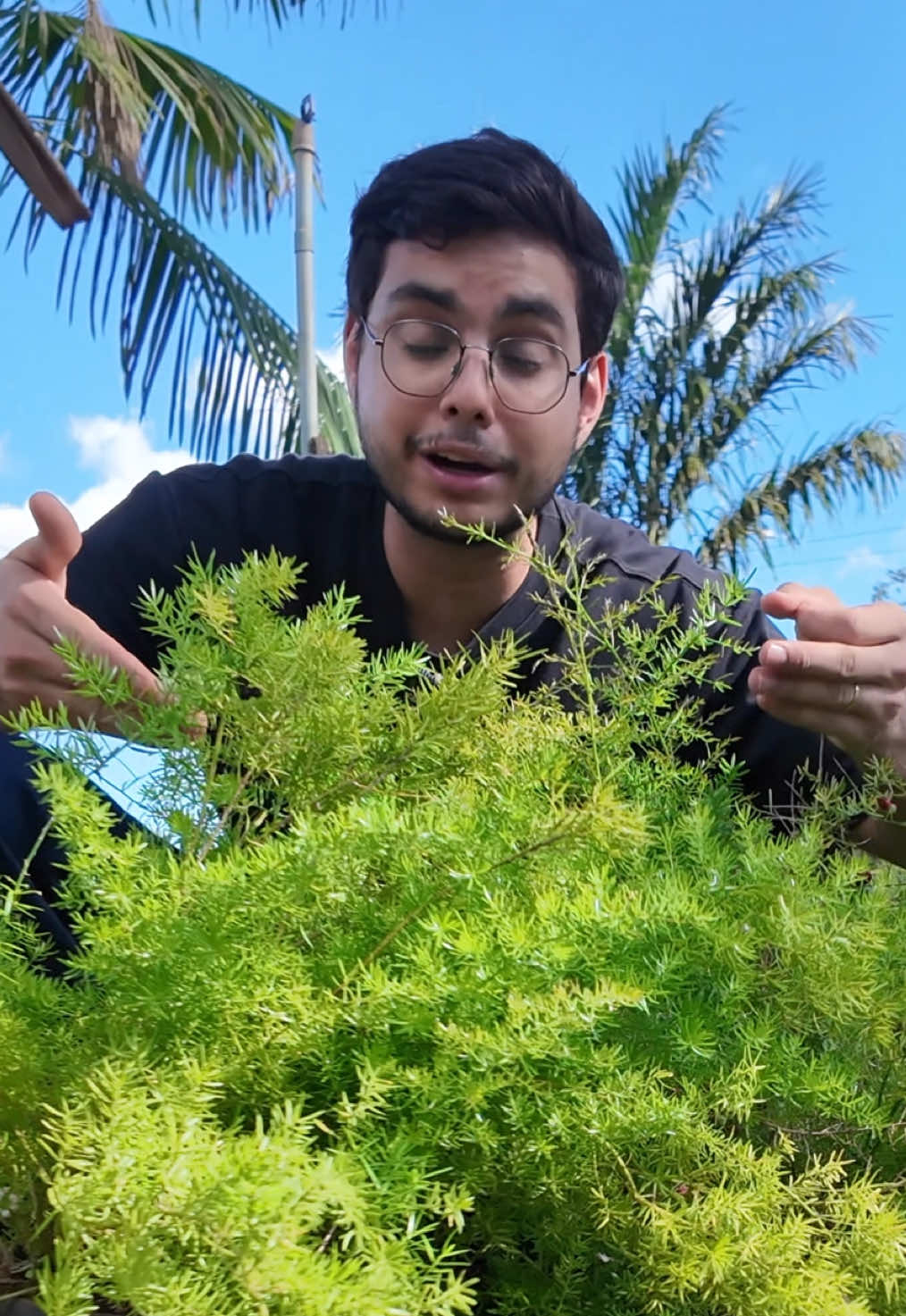@ViveiroPauBrasil