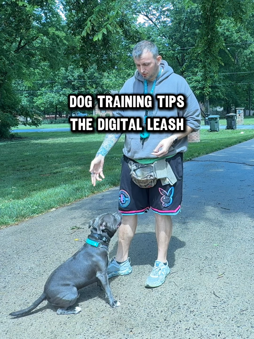 @Lost Boys K9 Academy