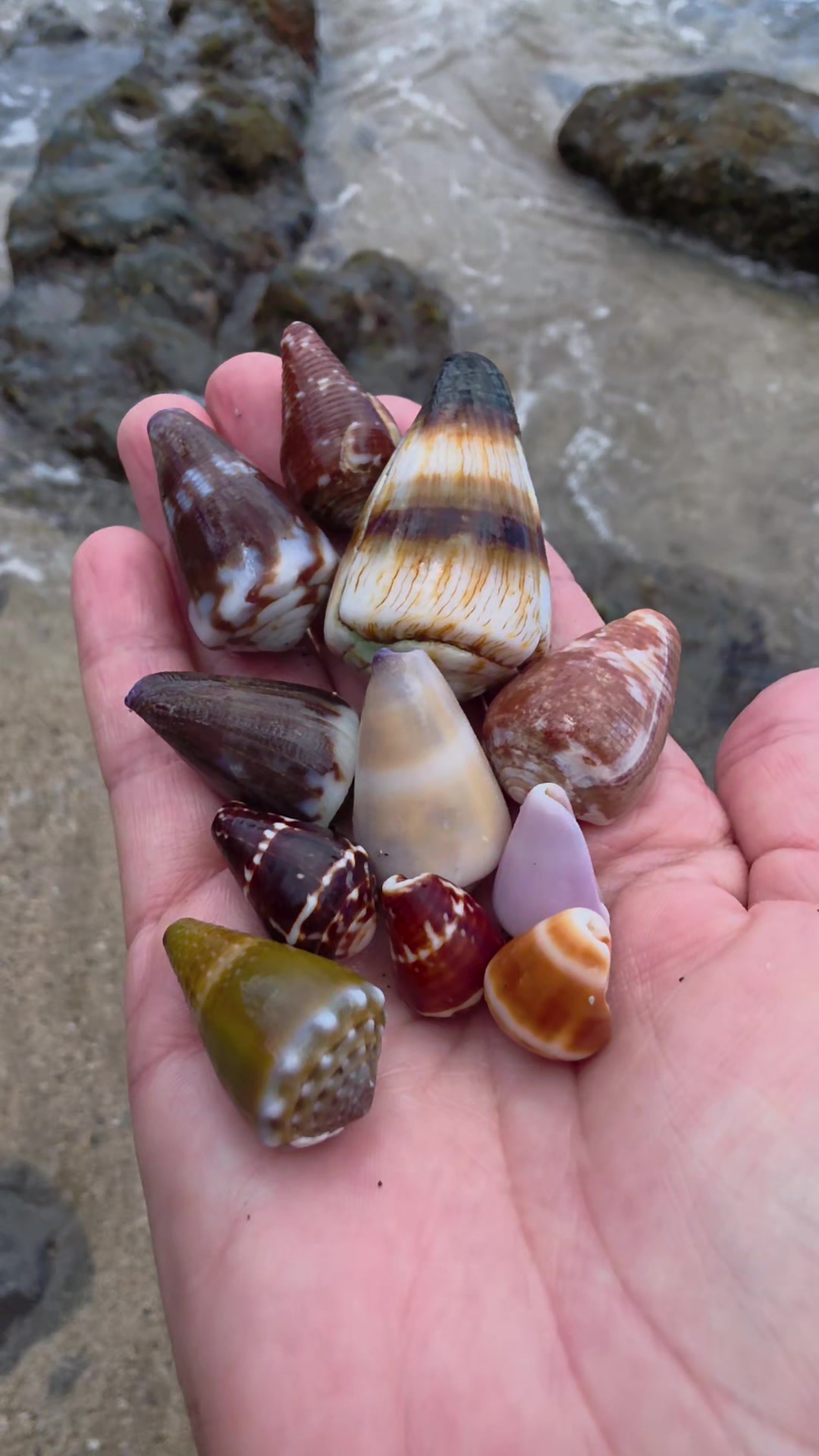 @Noe 🐚 Shells