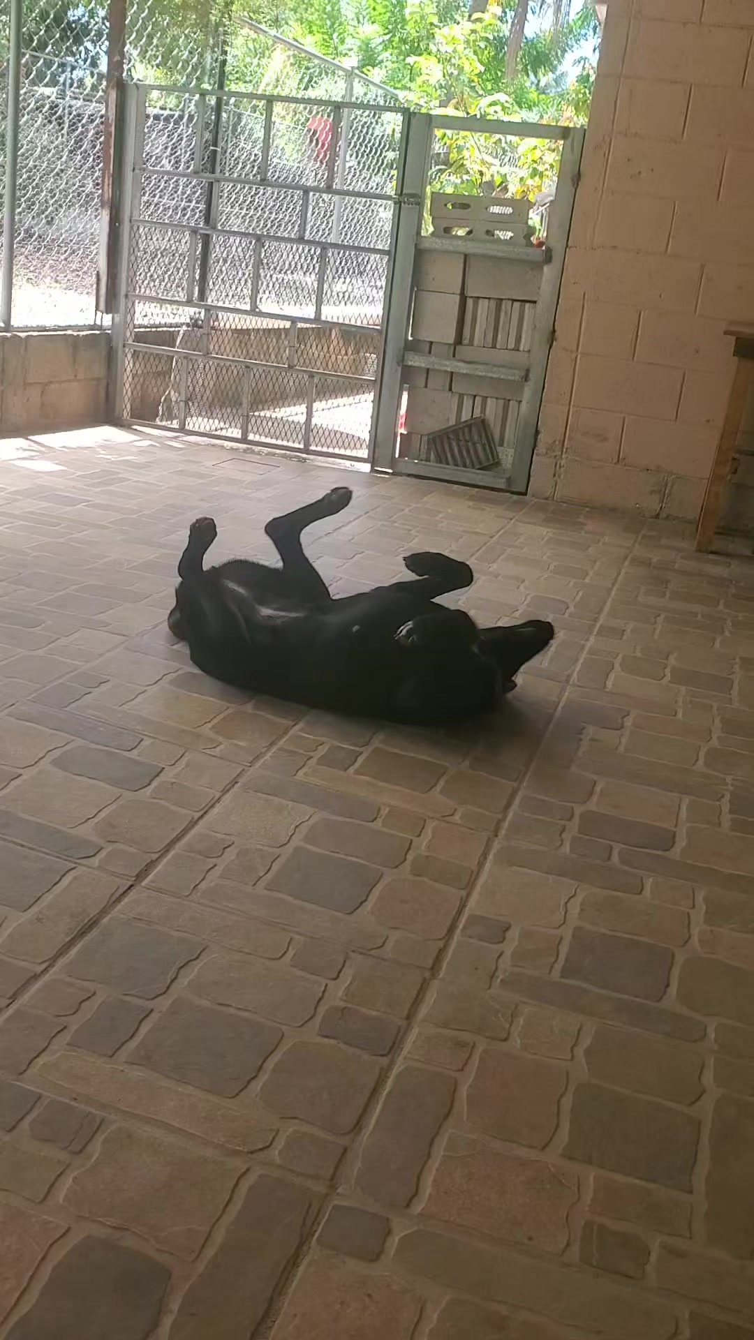 @Soy Sasha🐶