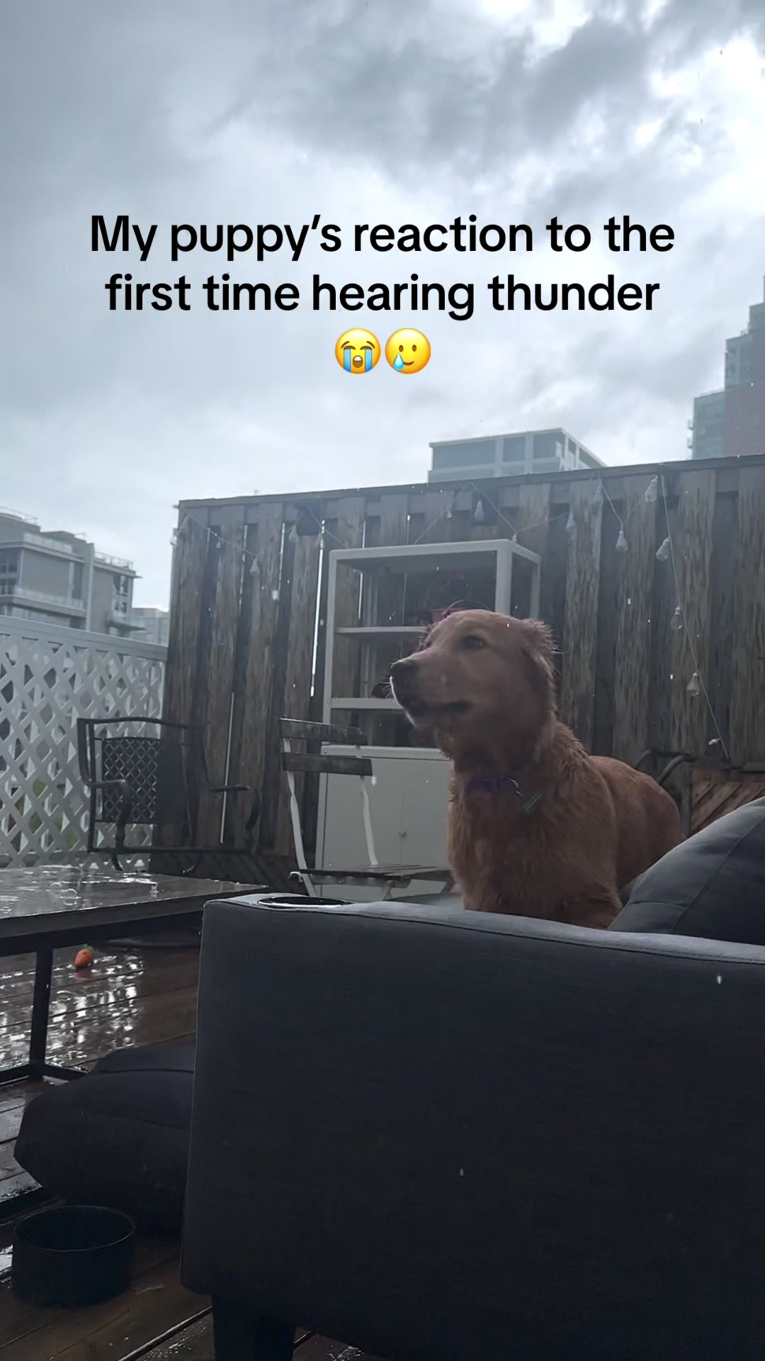 @Funny dogdia80