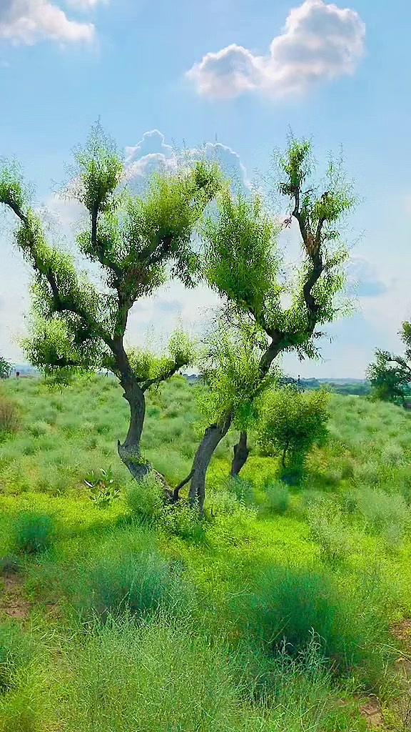 @ابوبکر🌸
