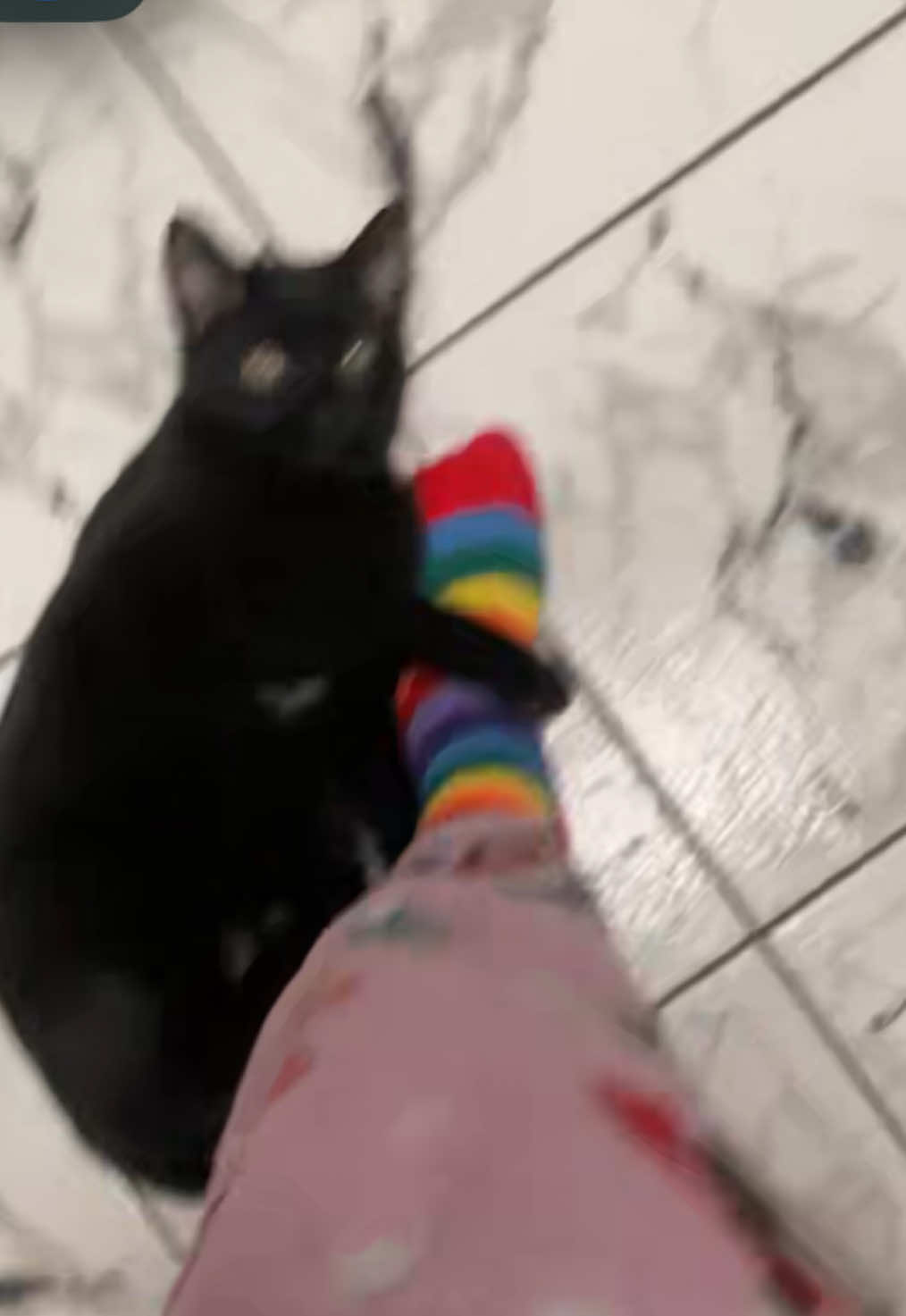 @/ᐠ - ˕ -マ Ⳋ