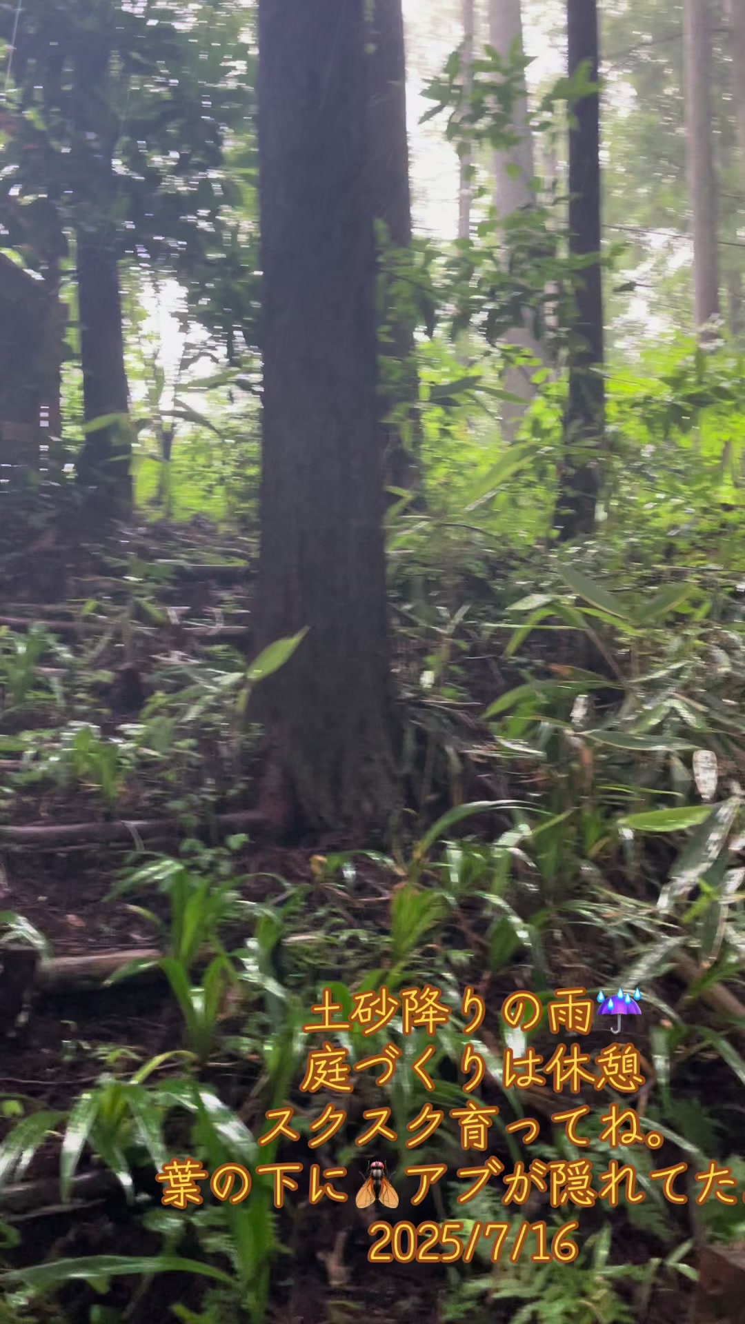 @若林昭子