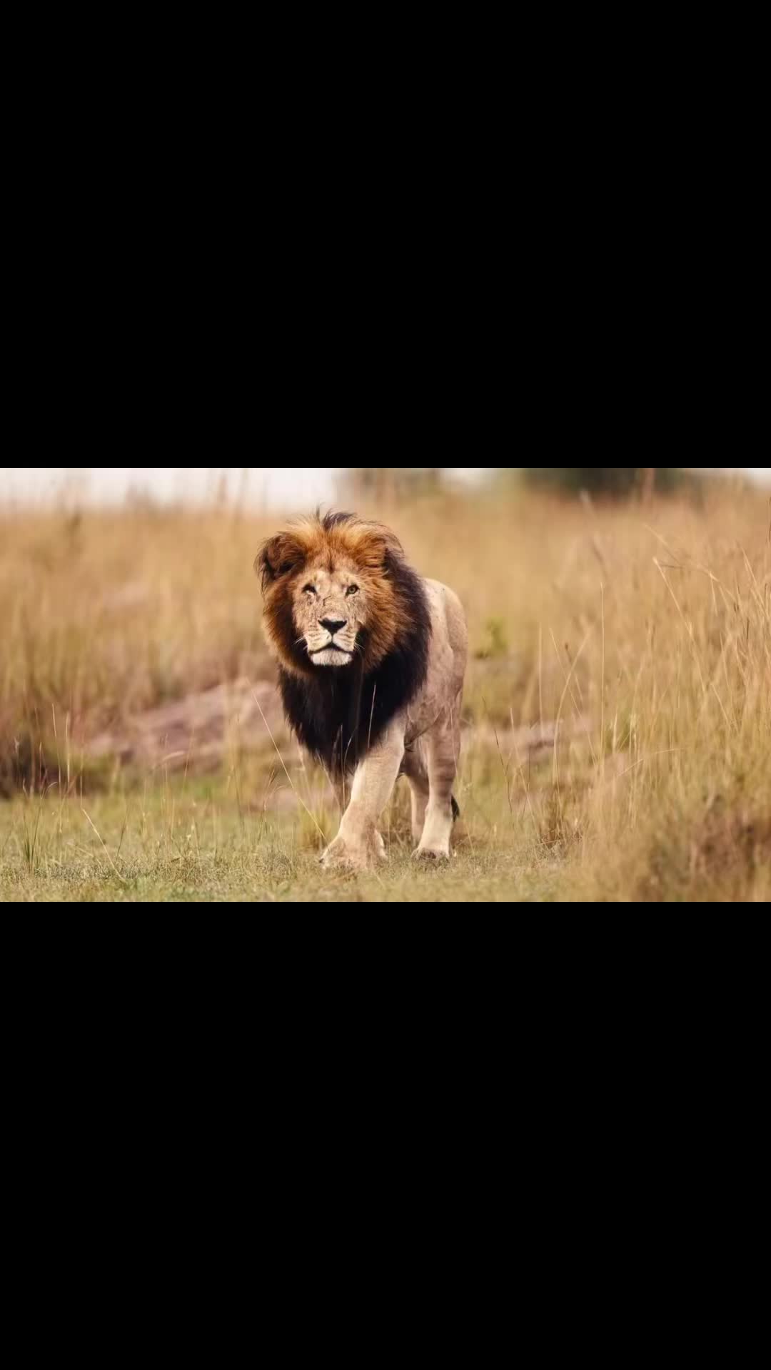 @lion_world5