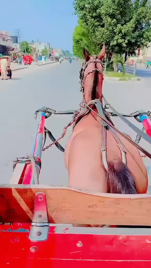 @ali Gujjar