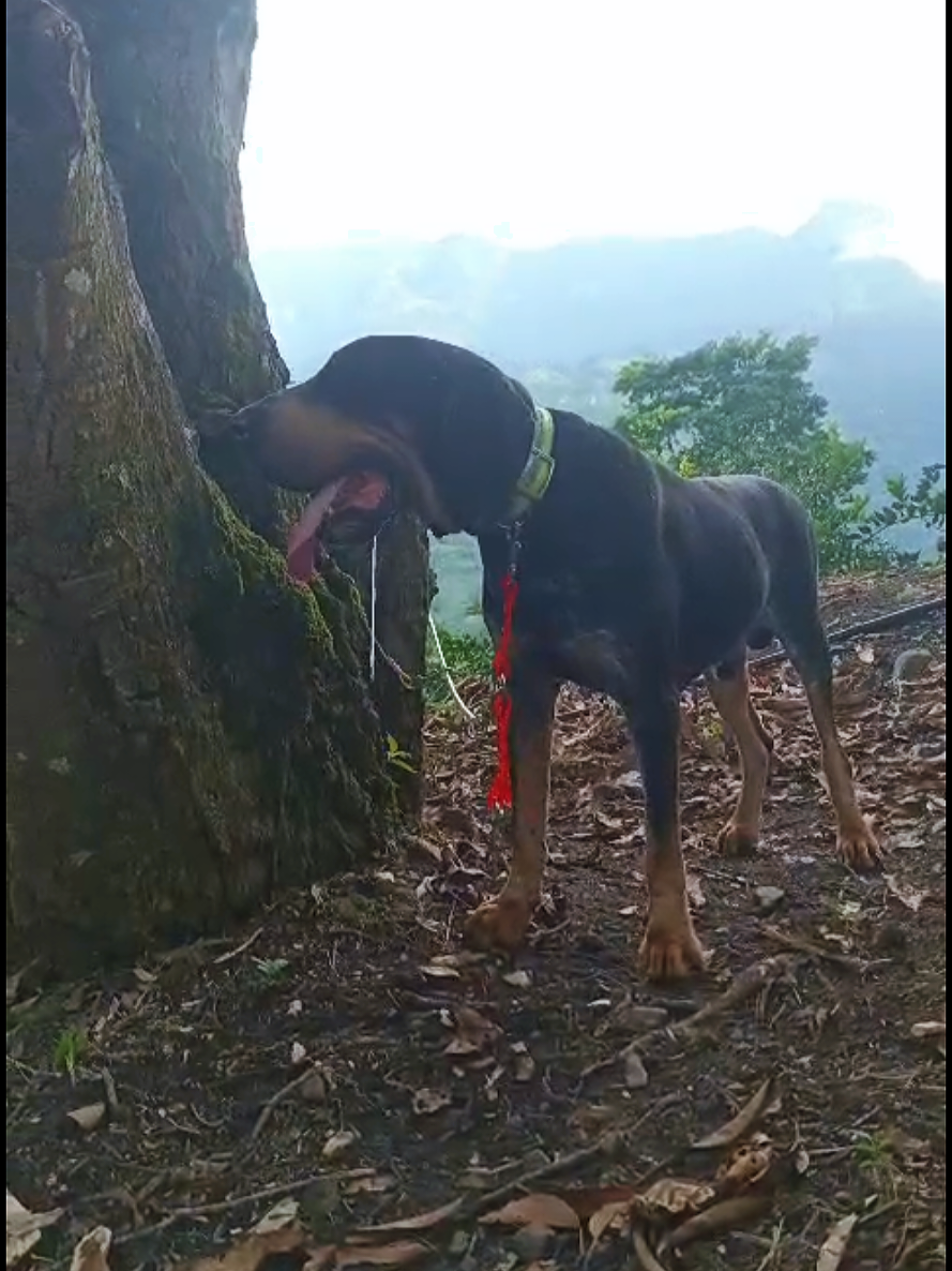 @zardos kennel veracruz