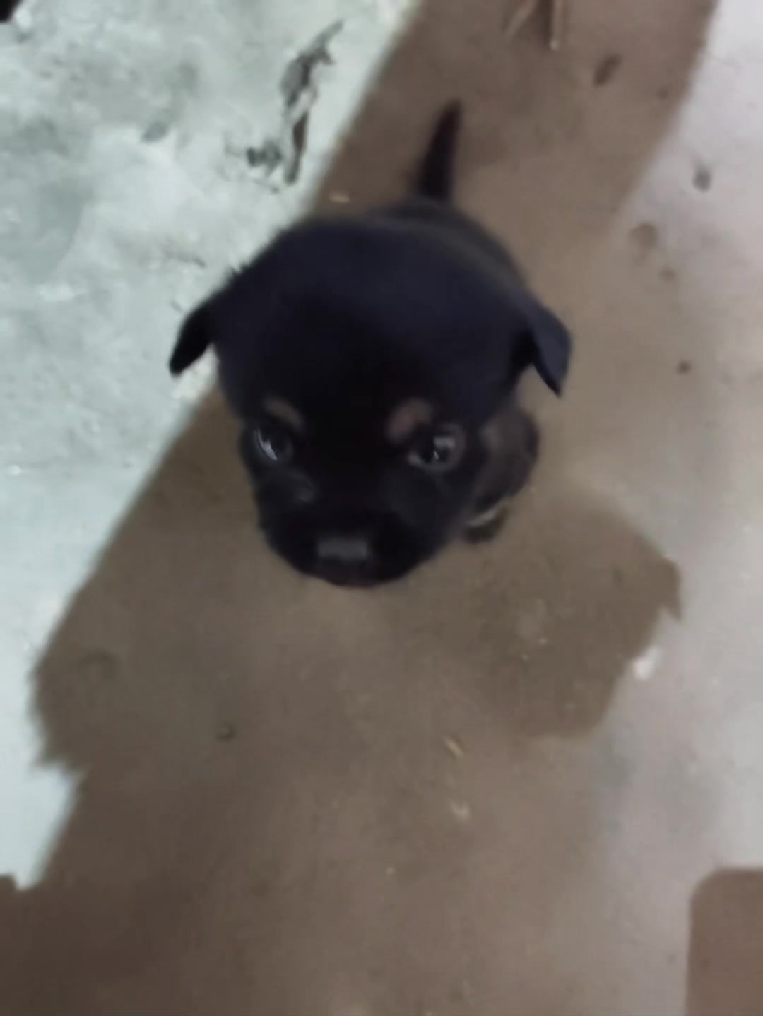 @Pet World Hub