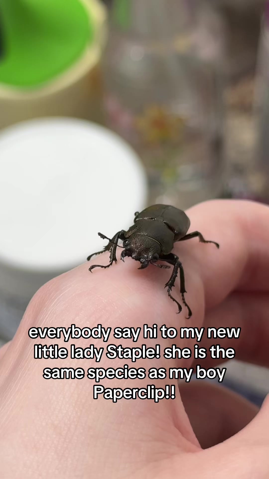 @claraoptera