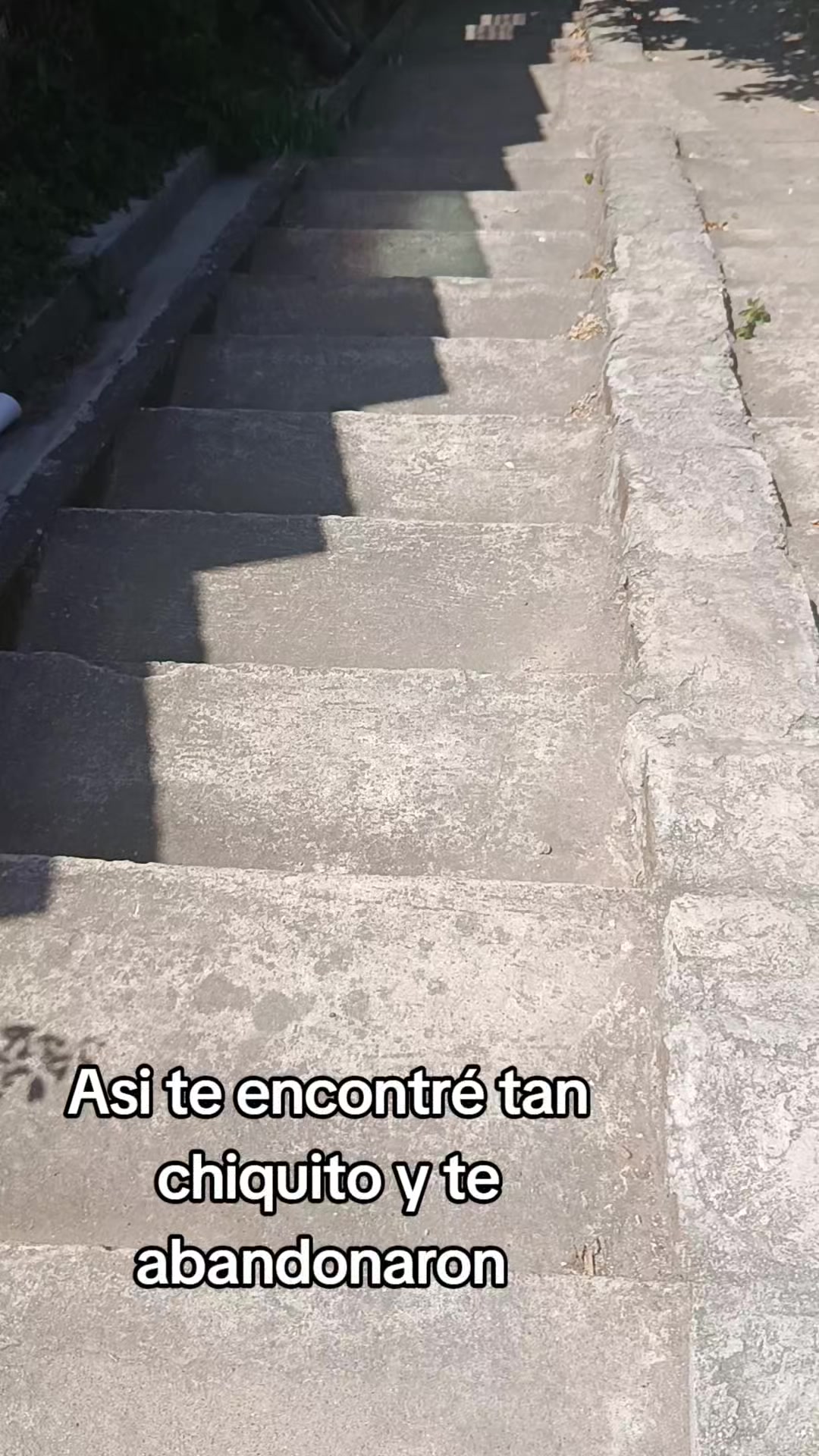 @ayudando perritos