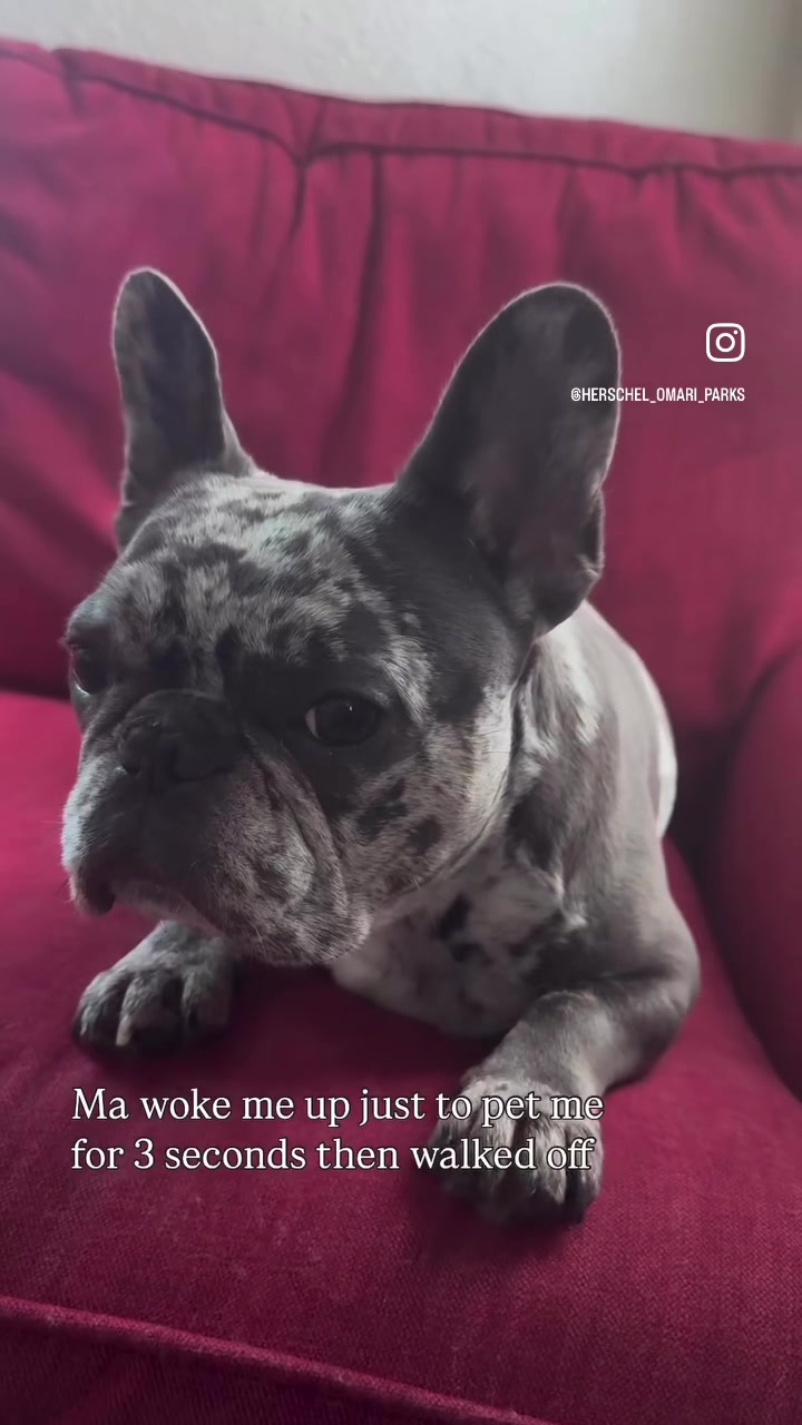 @Fly Lil Frenchie From OKC