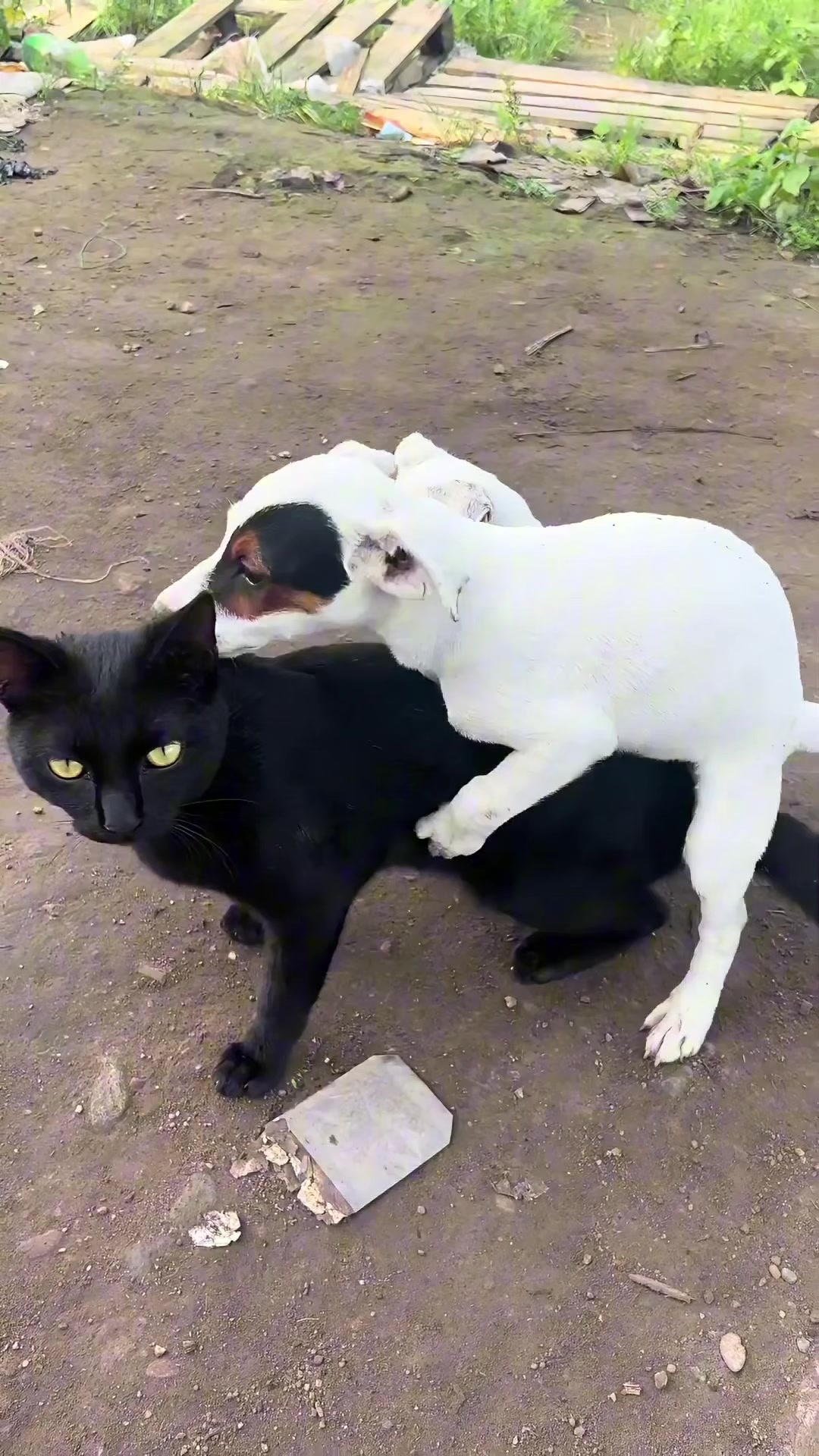 @cutepetfoodie