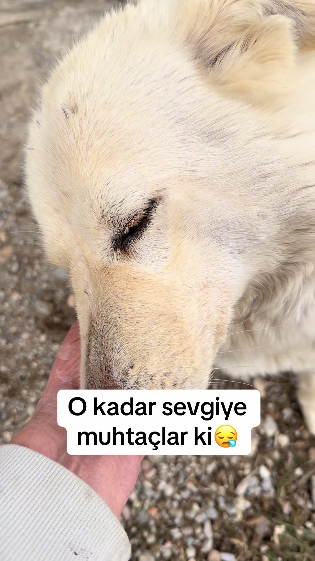@azaphanecanlari