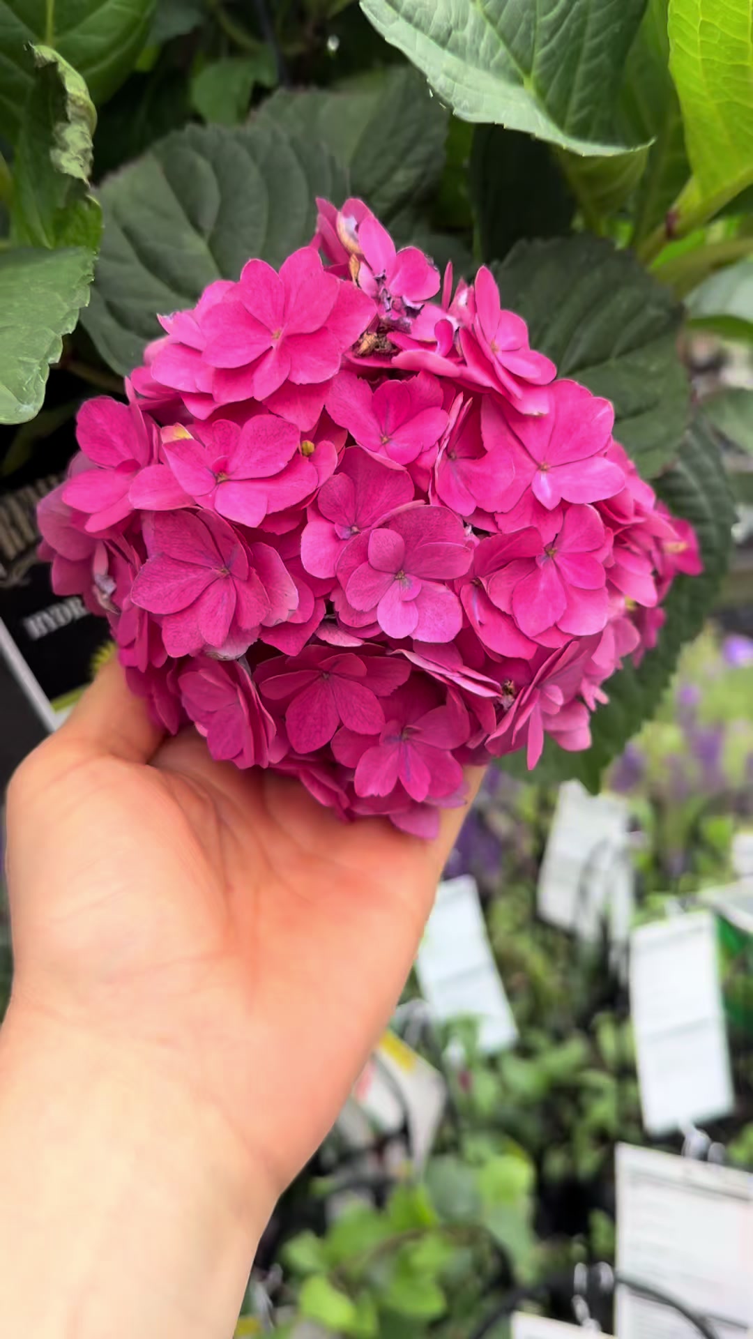 @Liv Floral