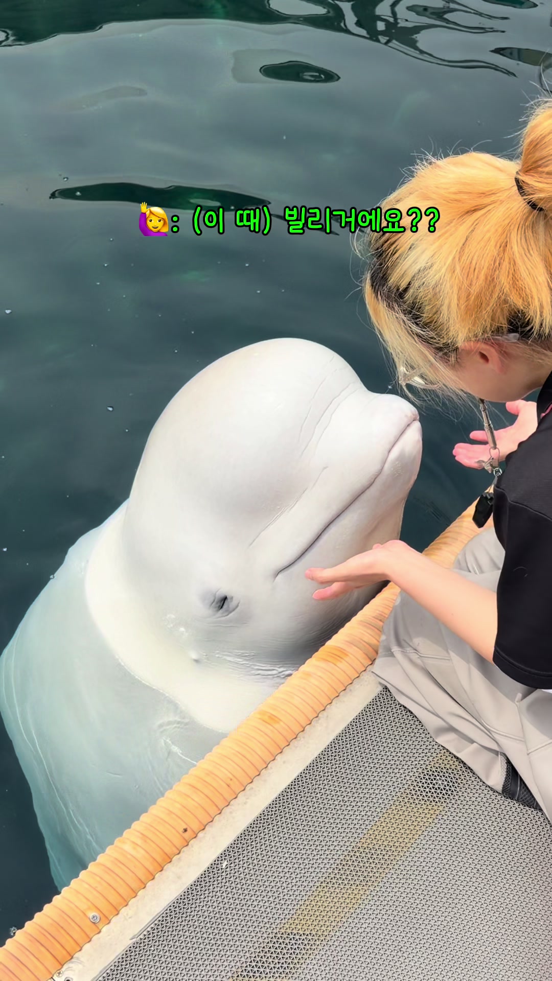 @DolphinTok