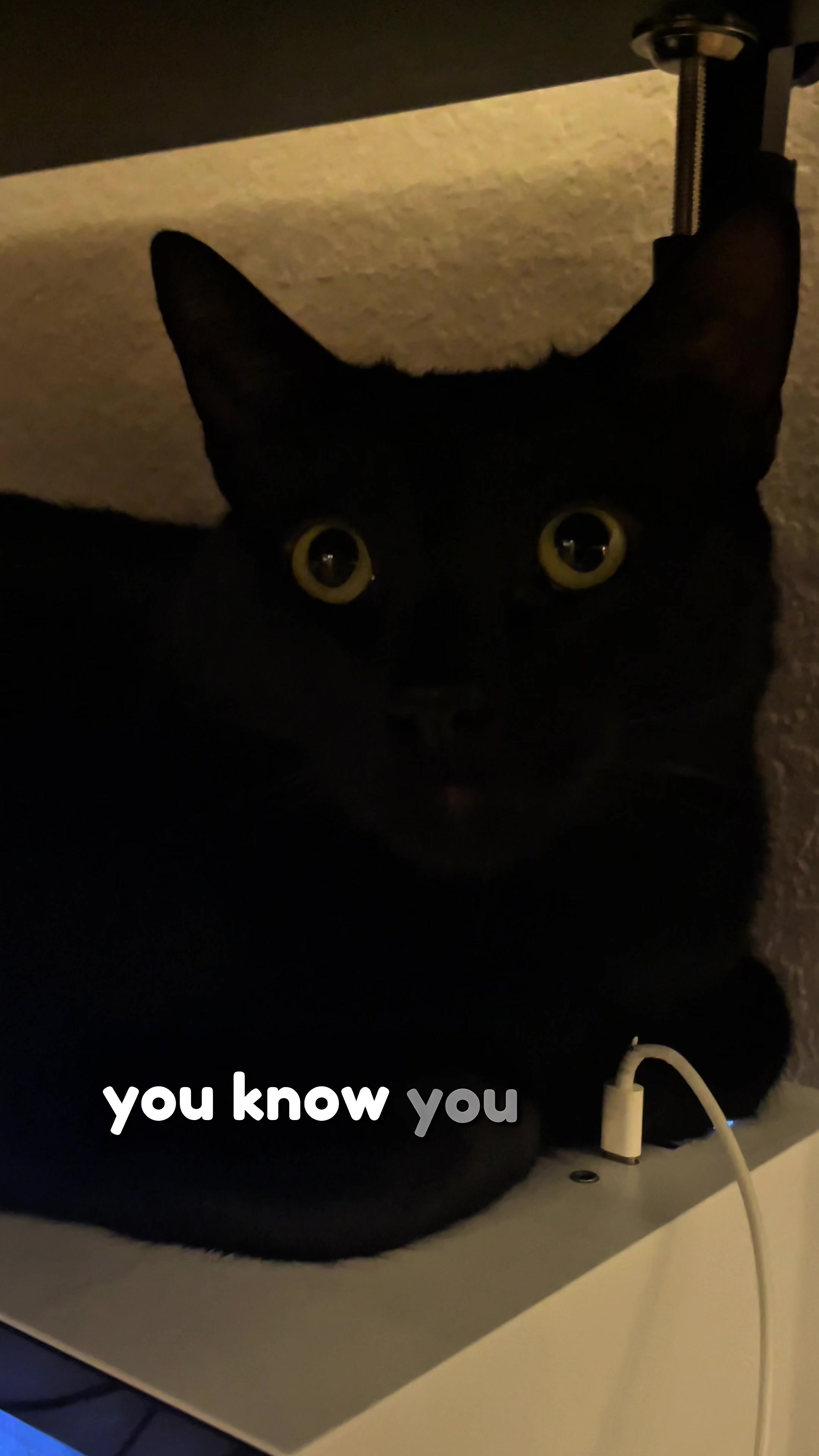 @Leon The Cat Dad