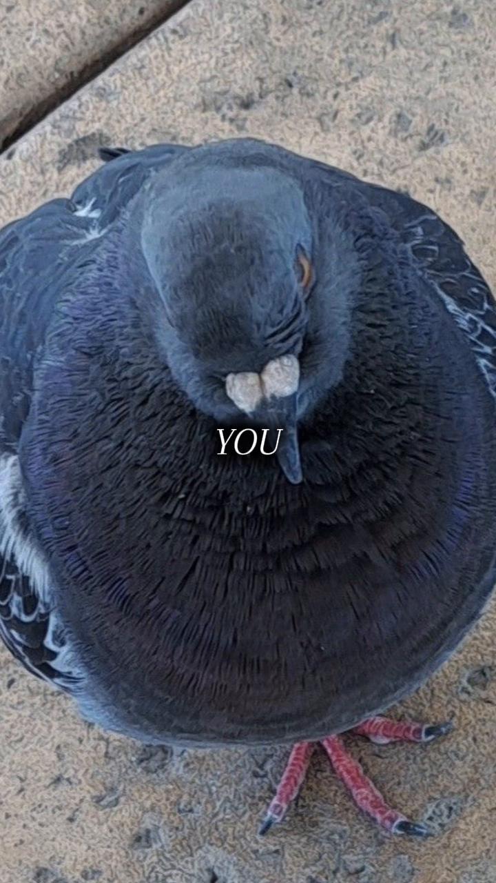 @Pigeon fan