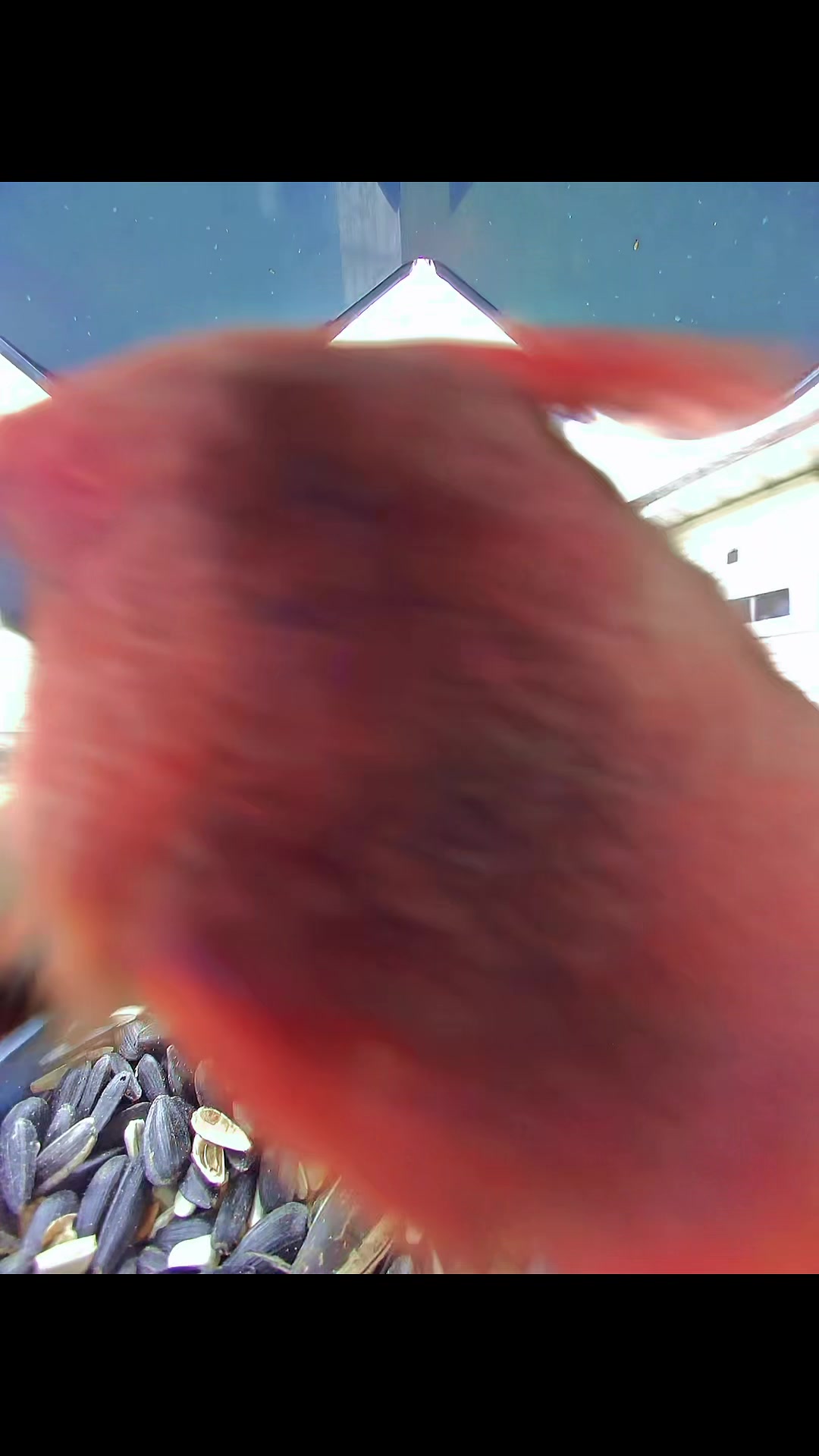 @ShayFuad