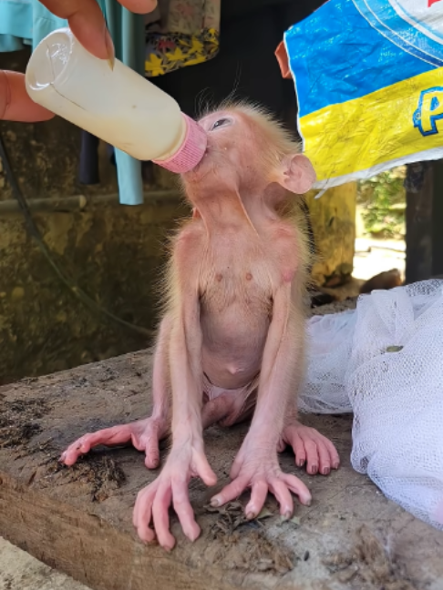 @ferret.biyori