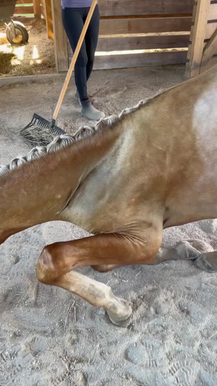 @Duyn Equine Horse Training