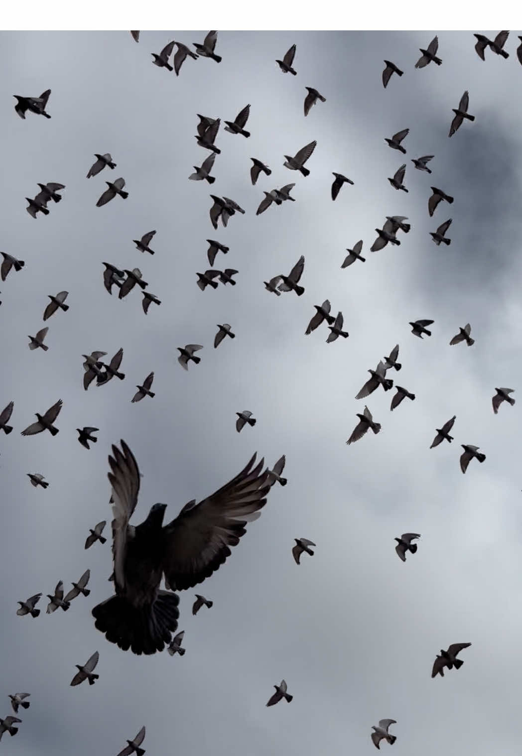 @pigeon.papii