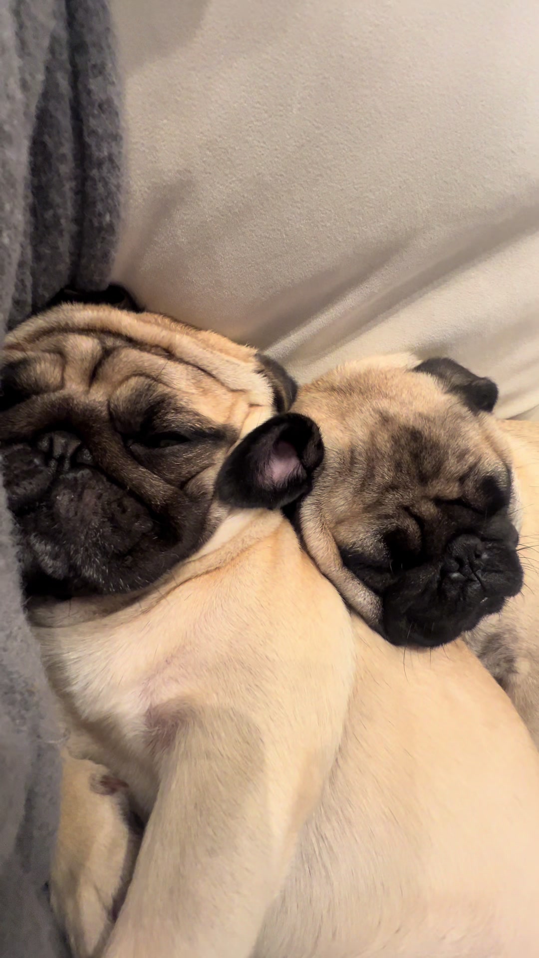 @pugSofyHarry
