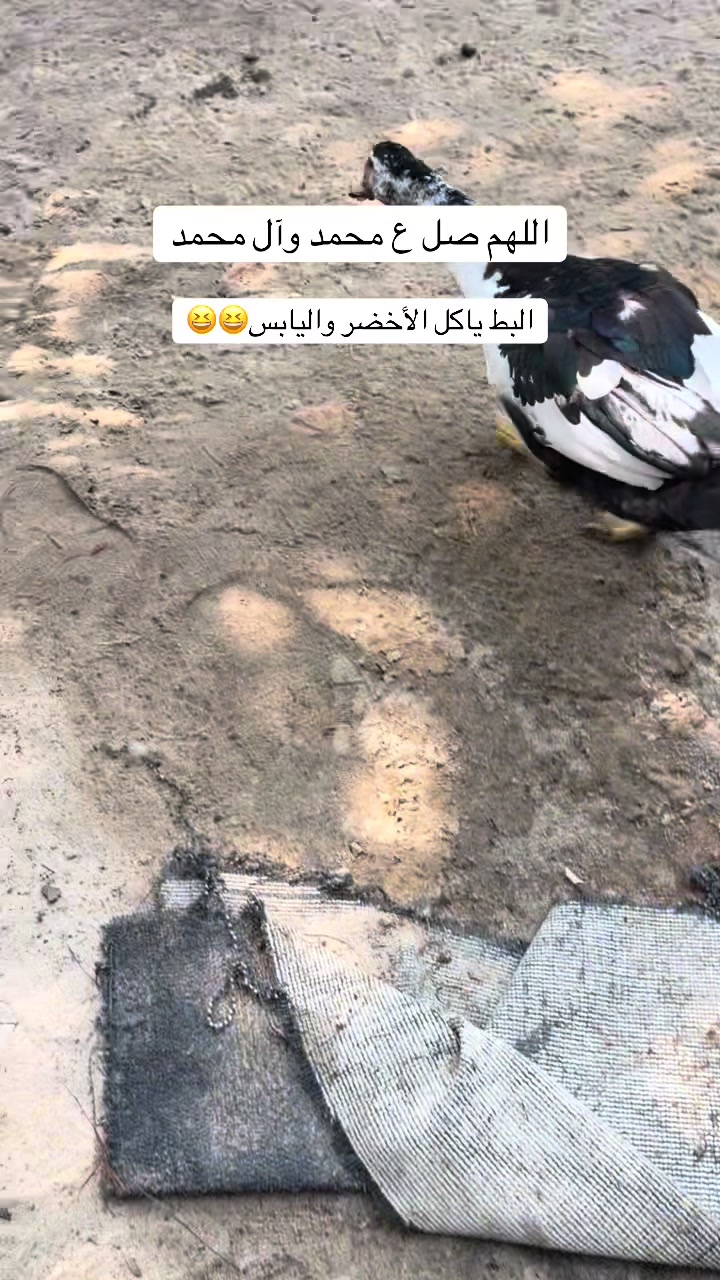 @ashkaltbiah