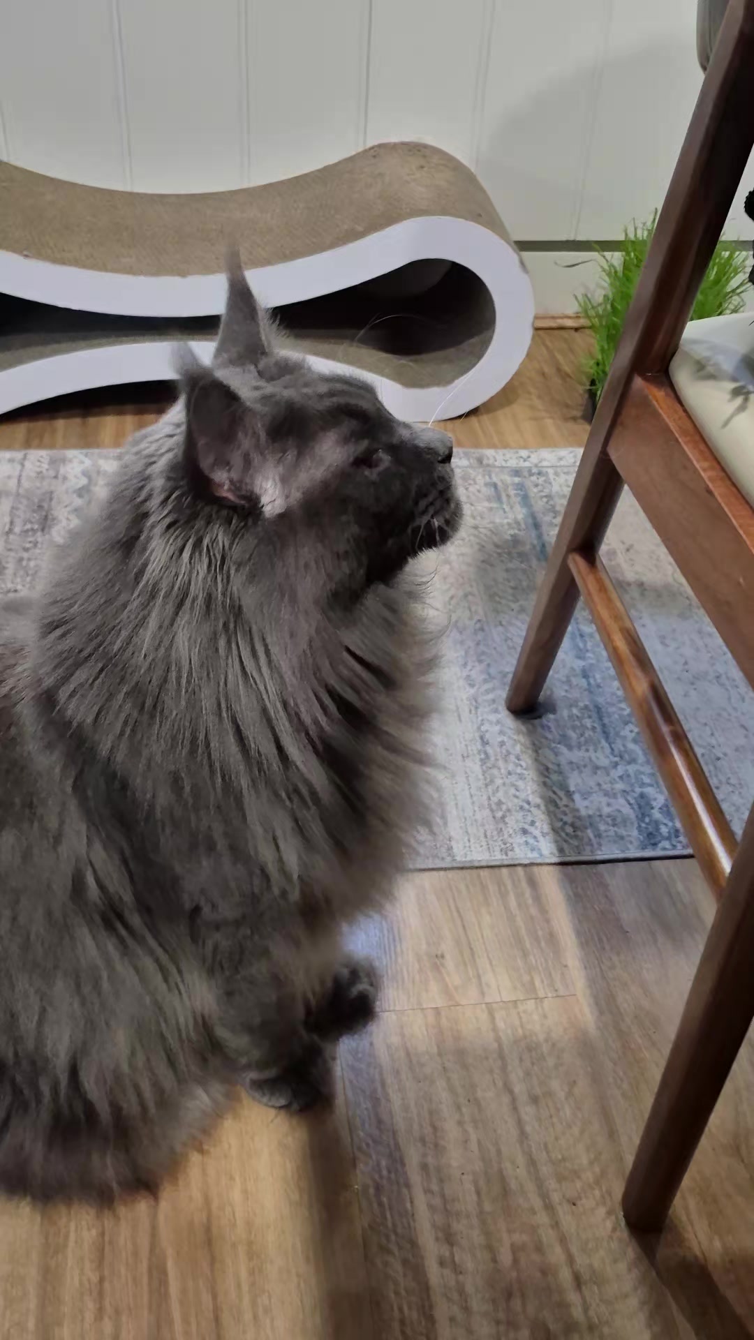 @Ragnar the Maine Coon 🐈