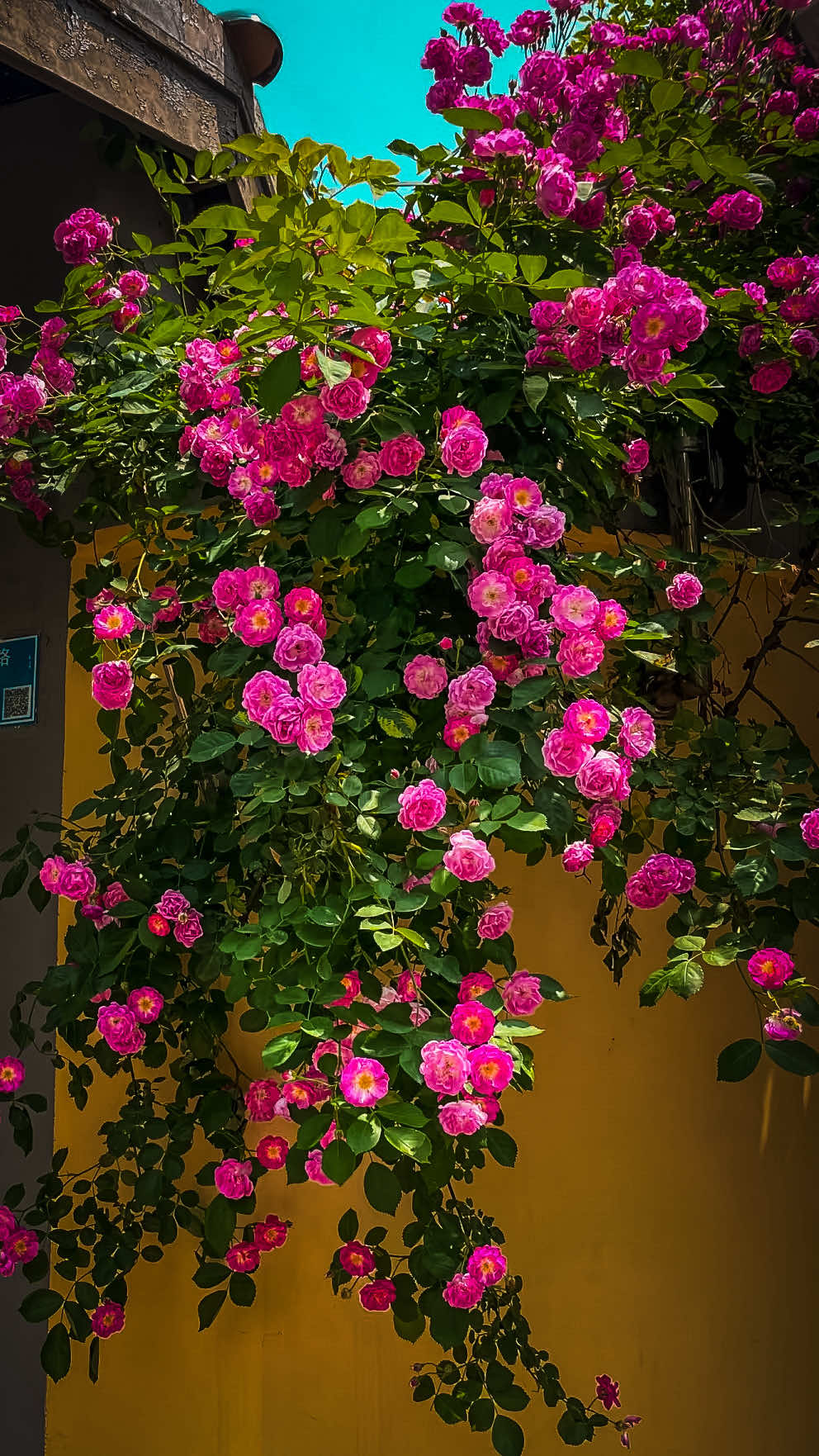 @𝑻𝒂̂𝒏 𝑻𝒉𝒊