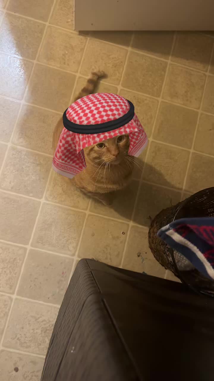 @Garfield the orange cat