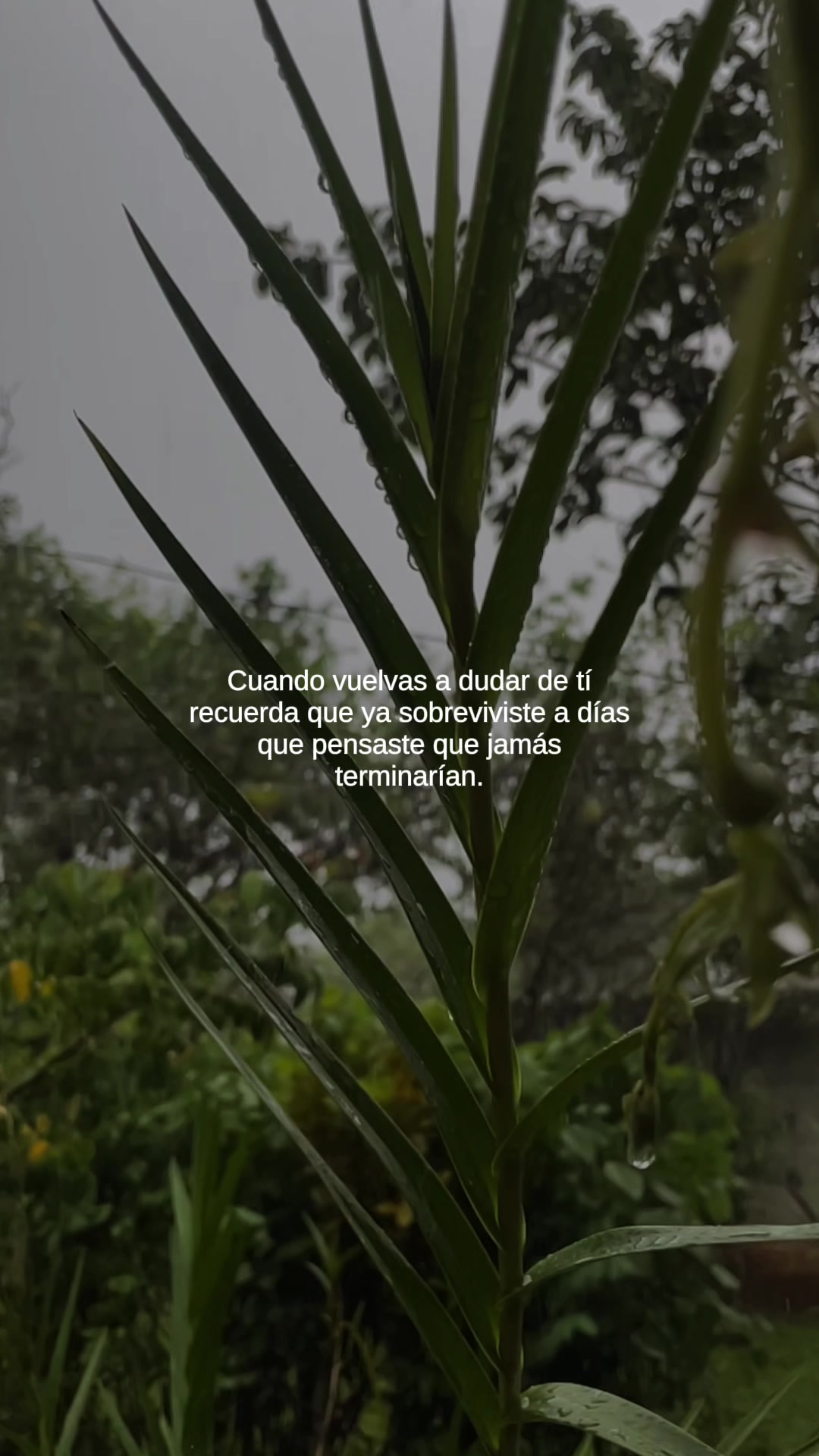 @elisa…