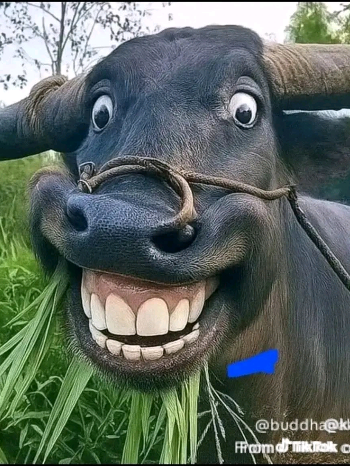 @Balram Bajracharya