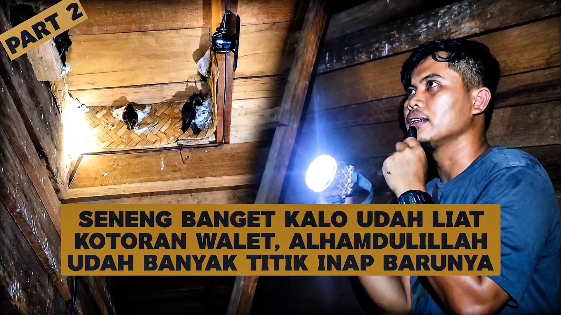 @Walet Rimba Kalimantan