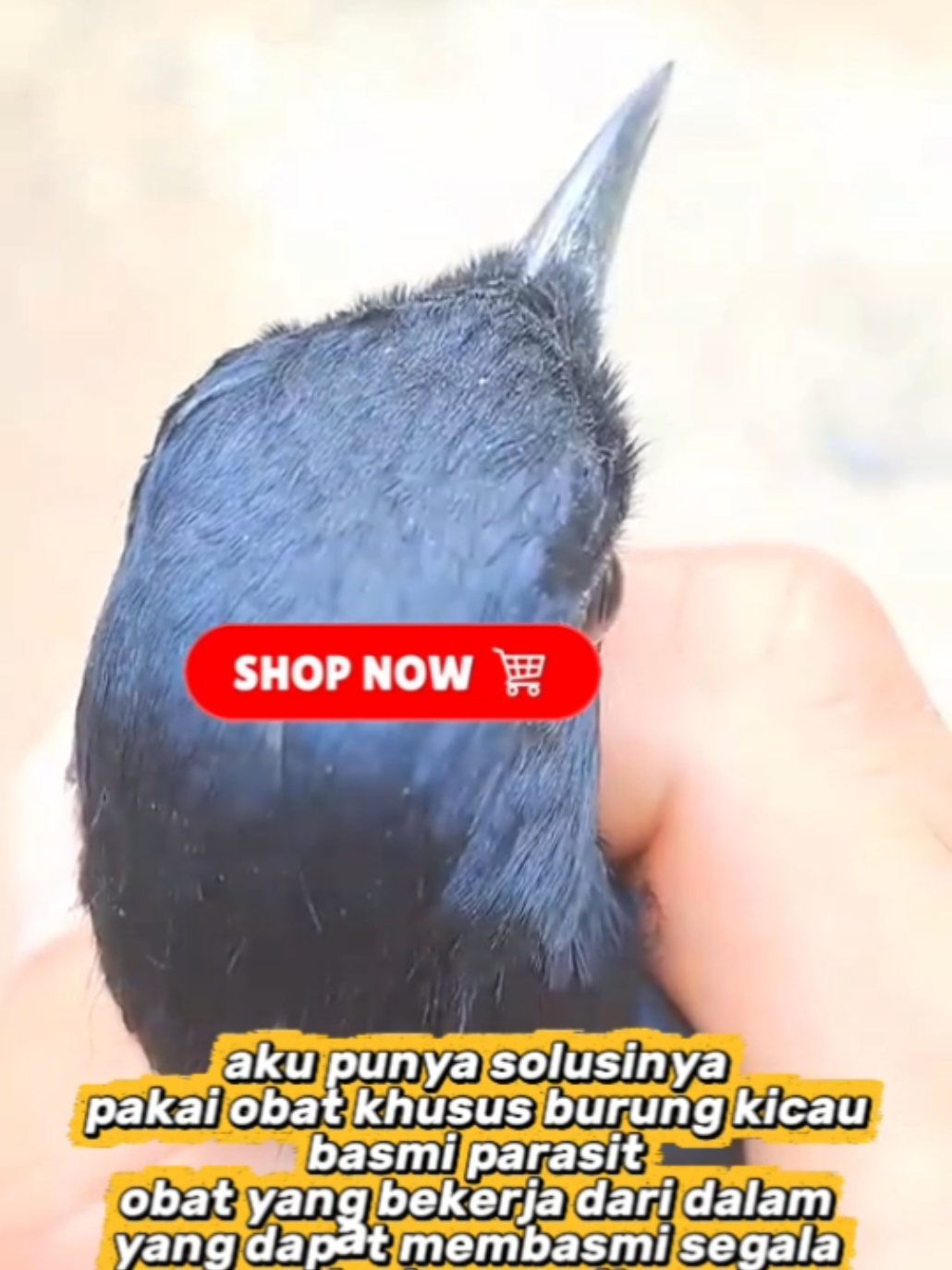 @boy kicau