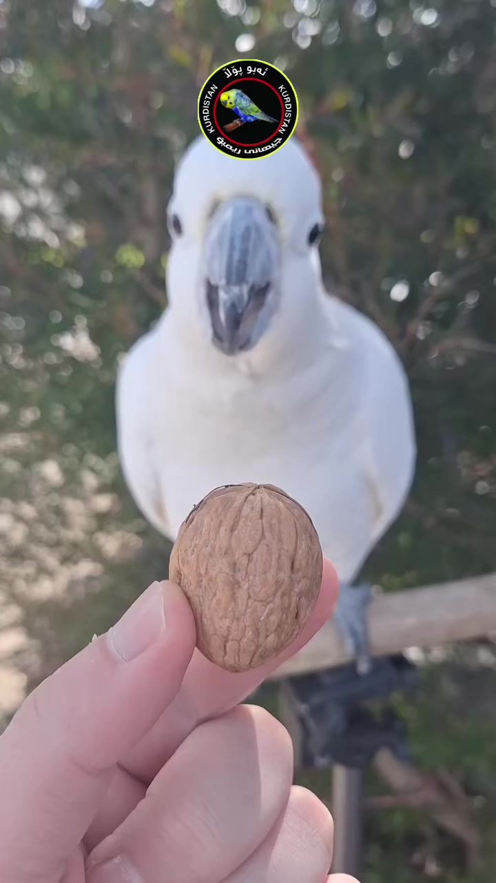 @أبو پؤلا