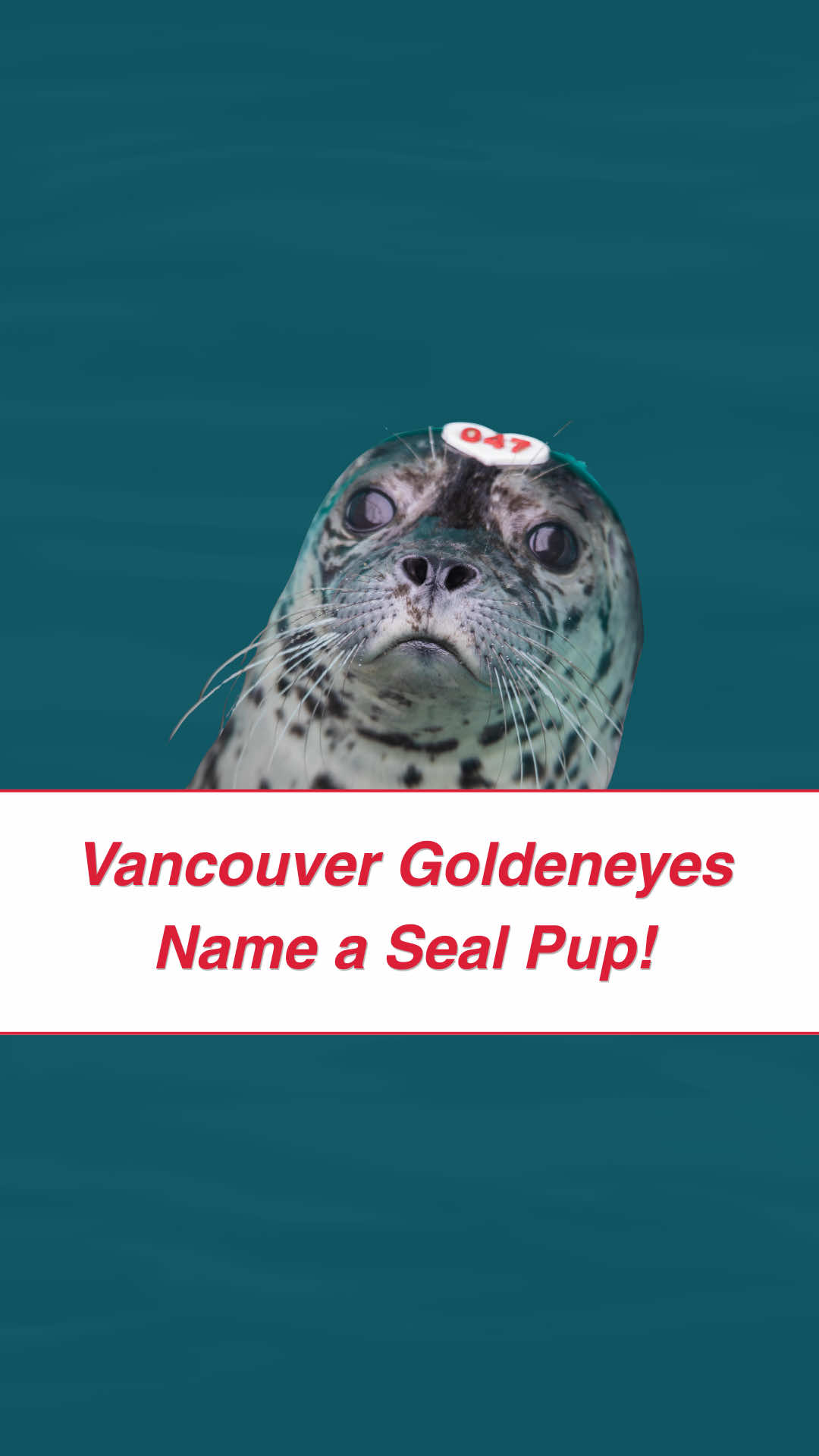 @Marine Mammal Rescue Society