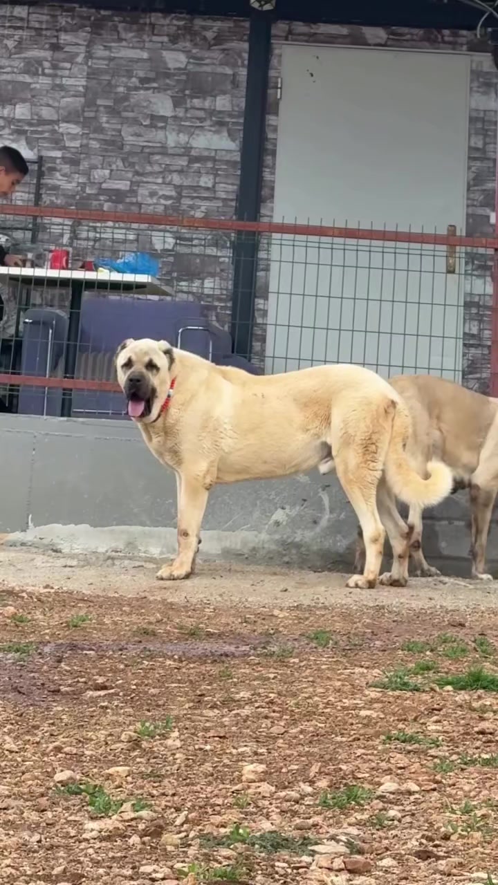 @Fırat yalçın Sevgi