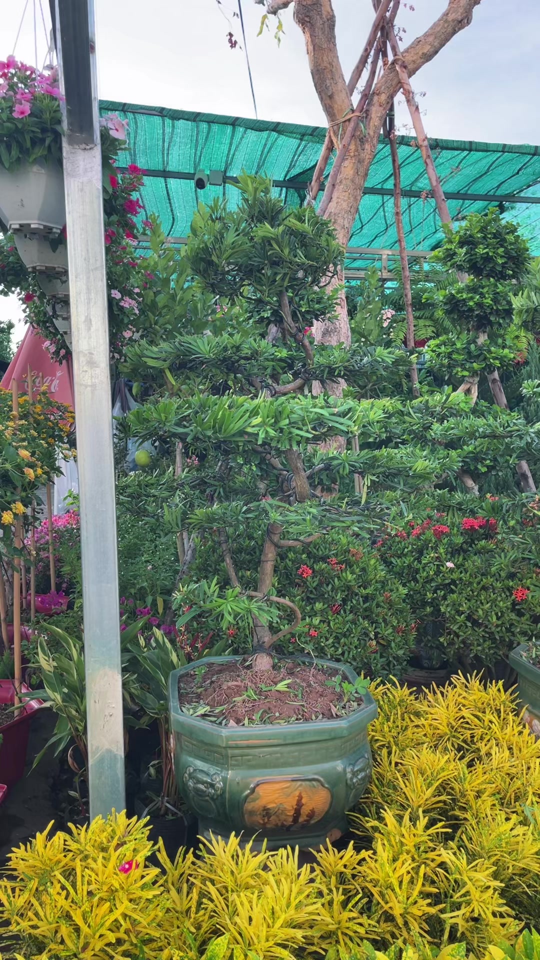 @ពិភពរុក្ខជាតិ - Plants World
