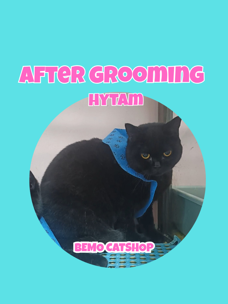 @Bemo Catshop