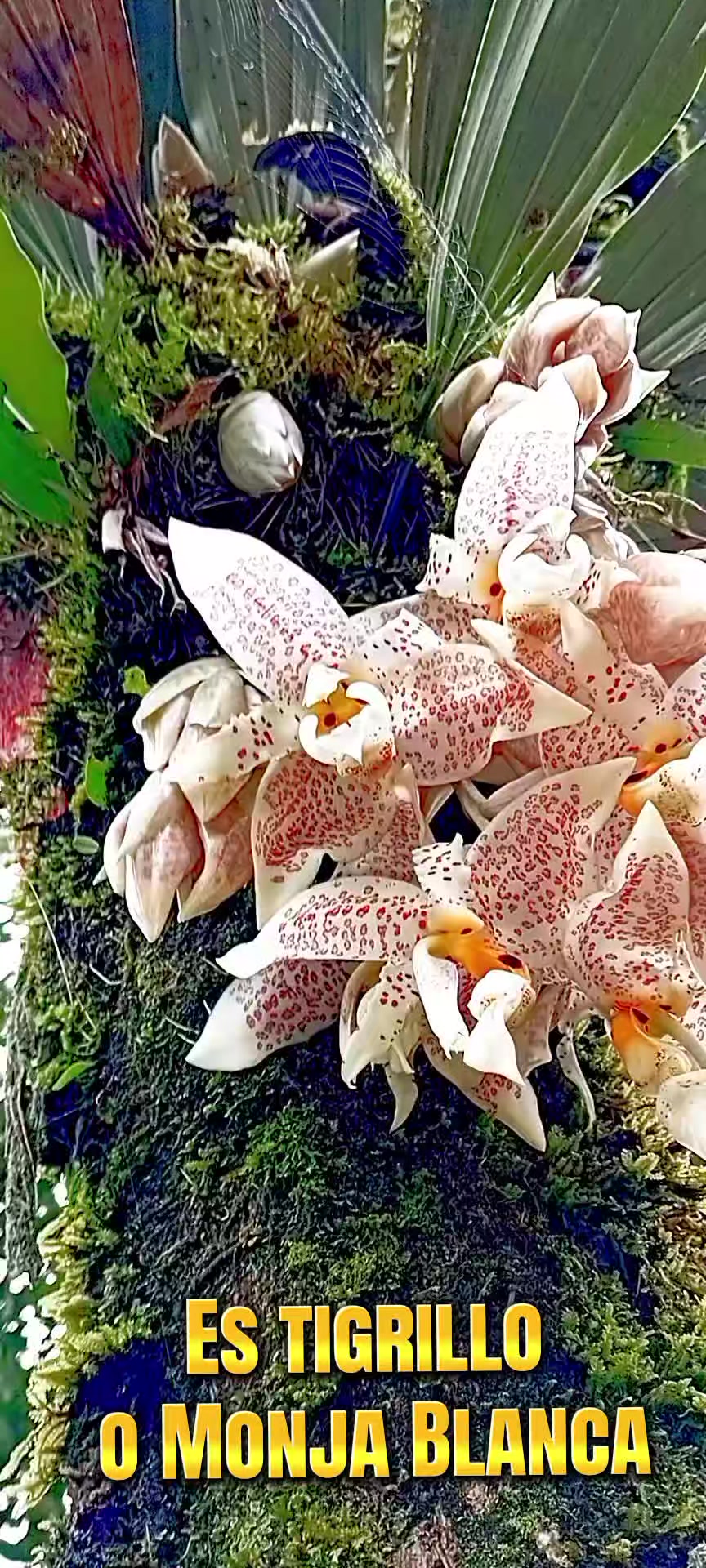 @ANIBALSOY🇬🇹