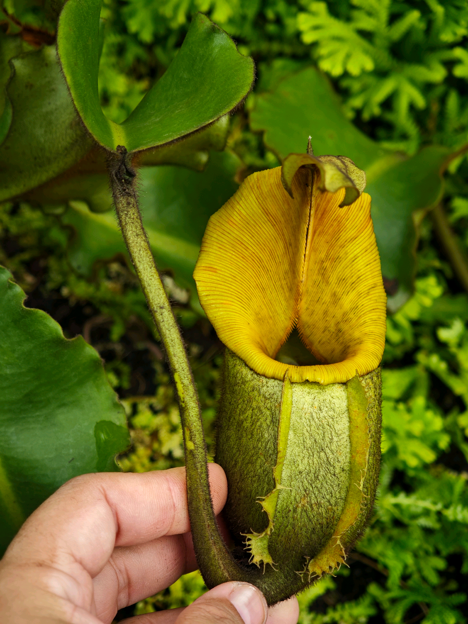 @GSp.Rayong Nepenthes