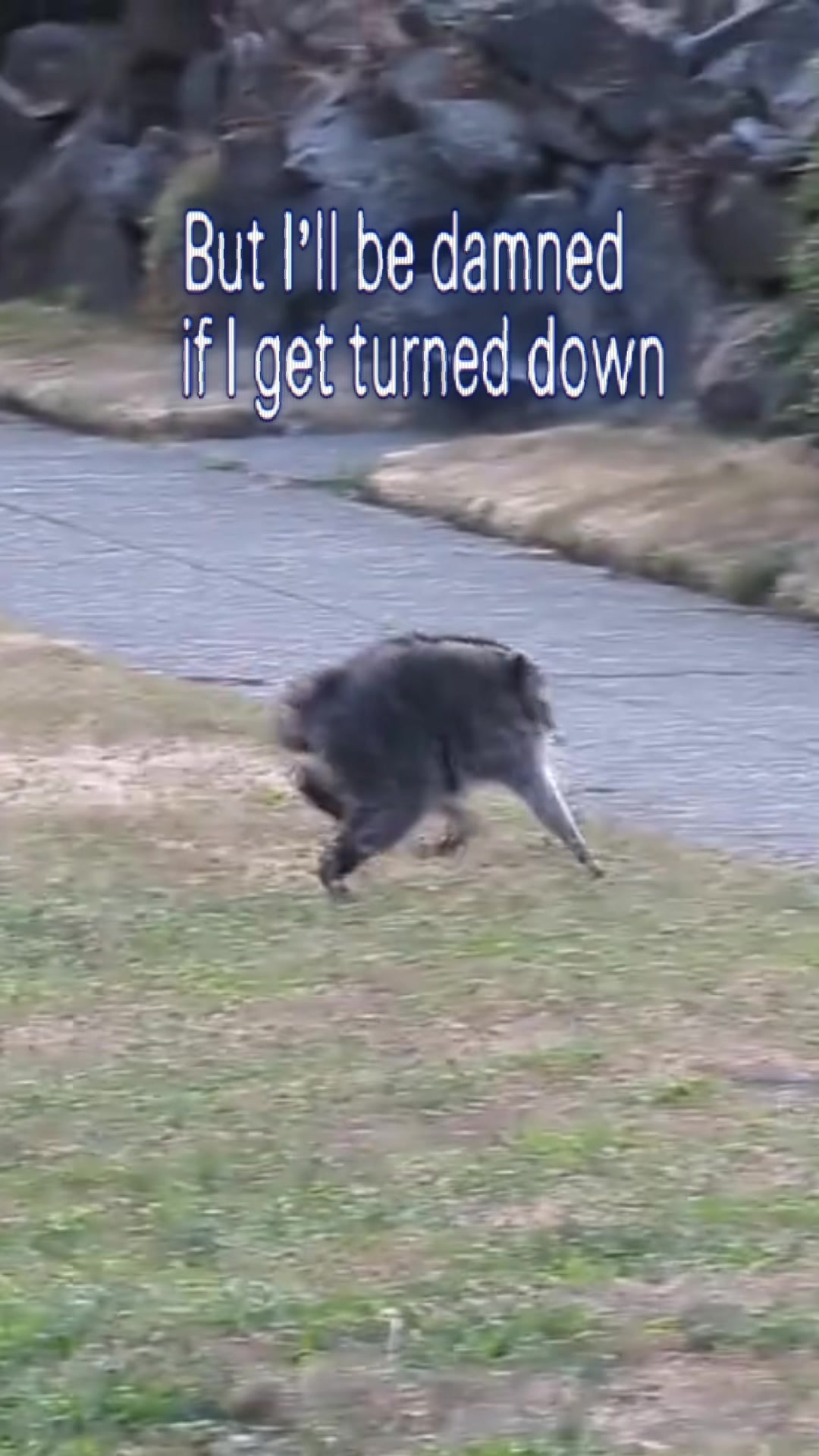 @Raccoon Music Videos