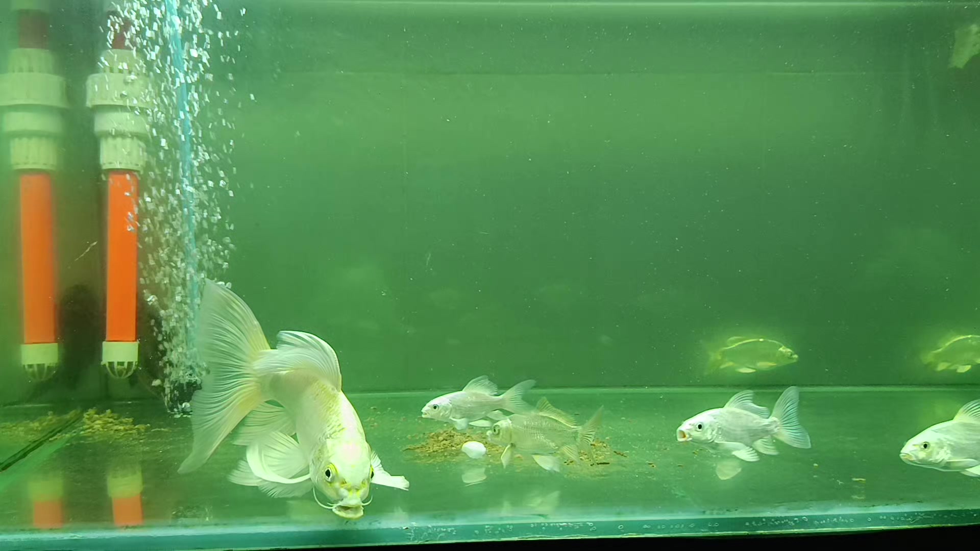 @⚜️ Tài xế nuôi Pet ⚜️